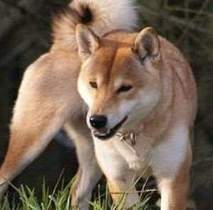 photo de  Liloo Kamiko Of Freewolf Home 