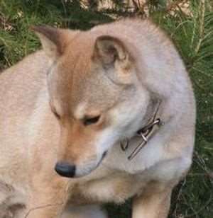 photo de Bella Kamiko Of Freewolf Home 