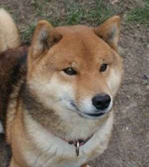 photo de foxy taguinay formingold
