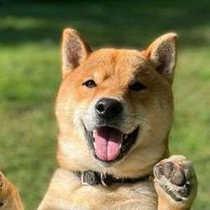 photo de Suikun of freewolf home