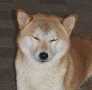 photo de  En Katsu No Iken DIT okami 