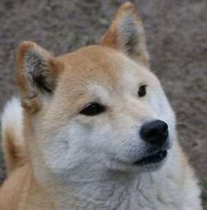 photo de Soboku Inu Of Freewolf Home 