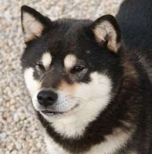 photo de Stella Smile Jokonda s Incipita Vita