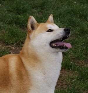 photo de Aoiryuu Go Shun You Kensha 