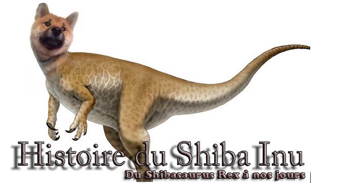 histoire du Shiba Inu
