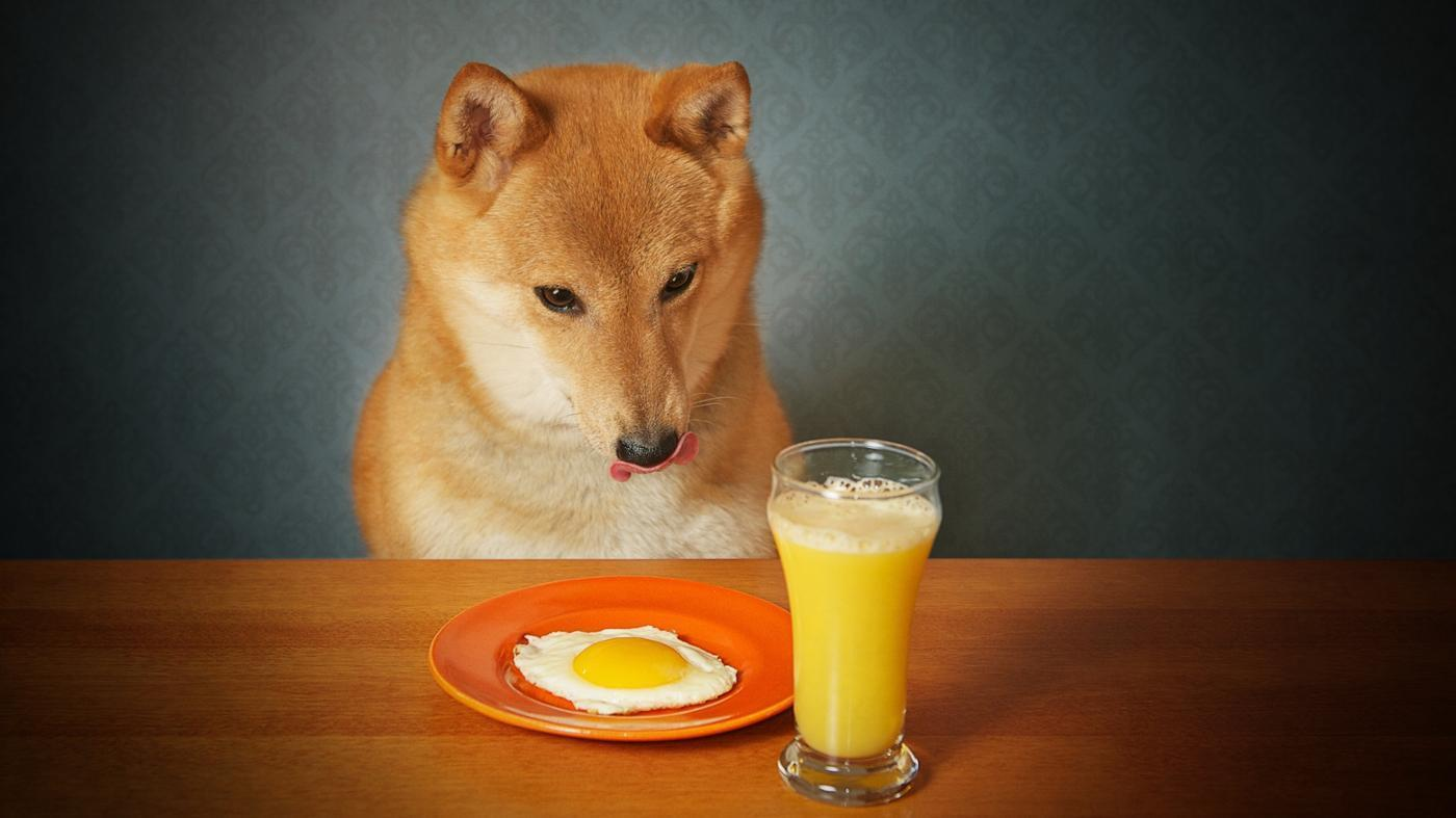 Nourriture du Shiba Inu
