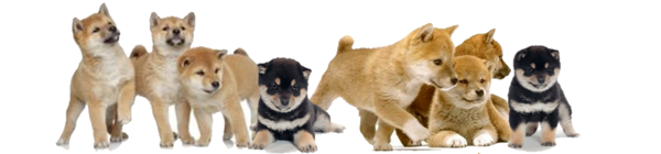 Reproduction du Shiba Inu