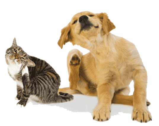 Parasites du Shiba Inu