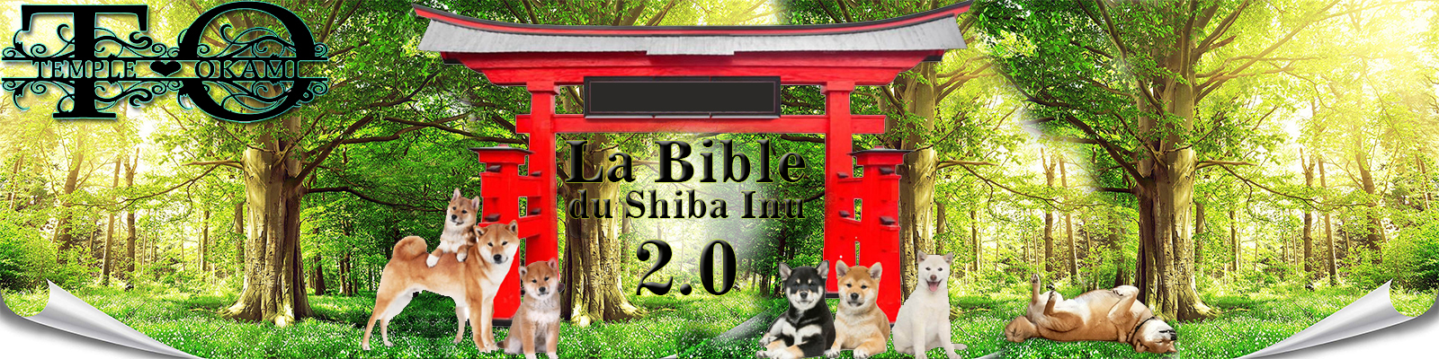 archives du shiba inu