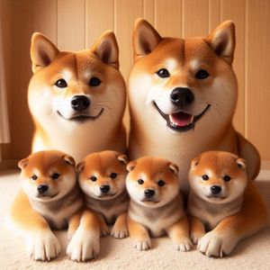 les bébés shiba inu