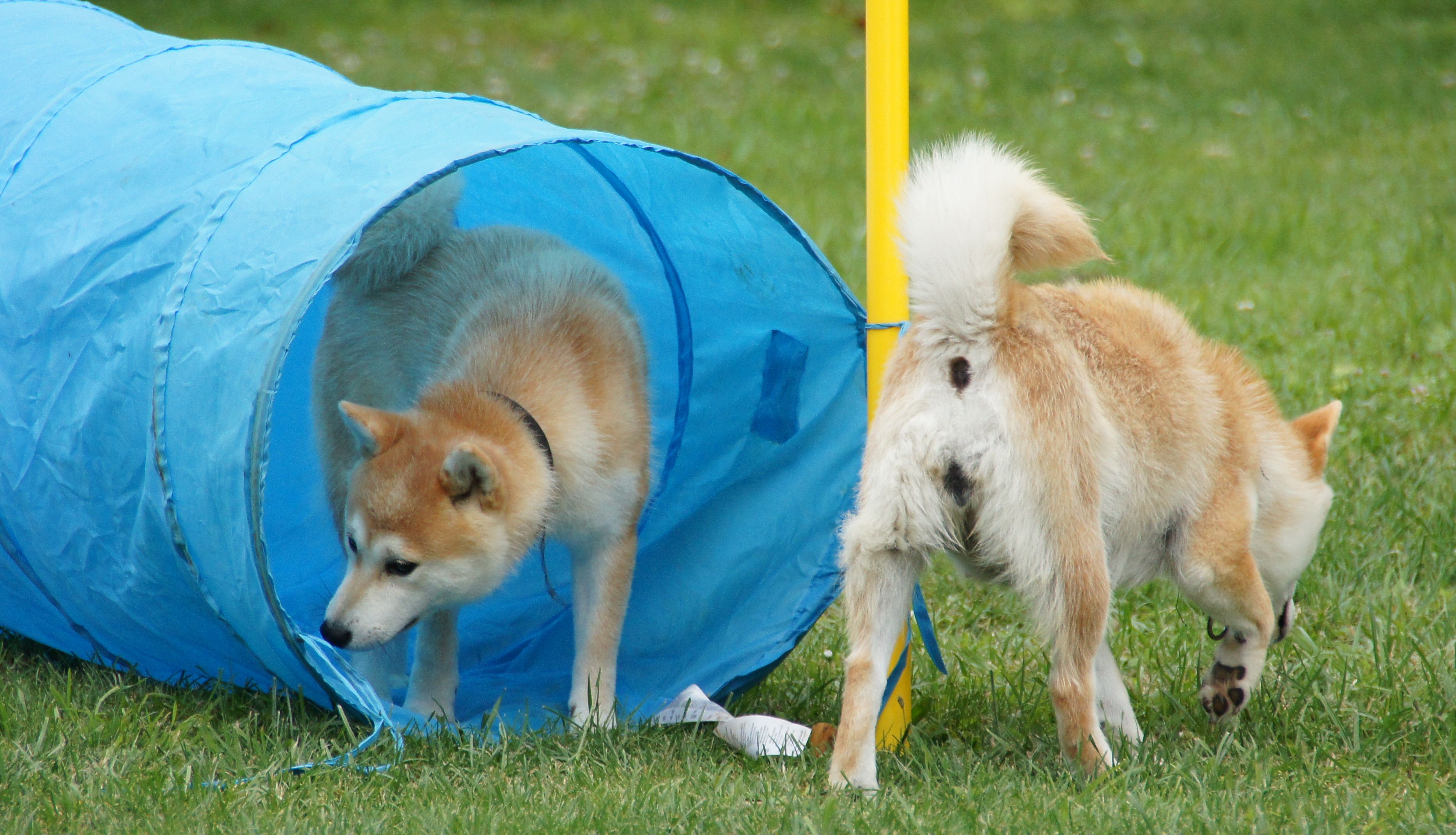 Photographies du Temple-Okami