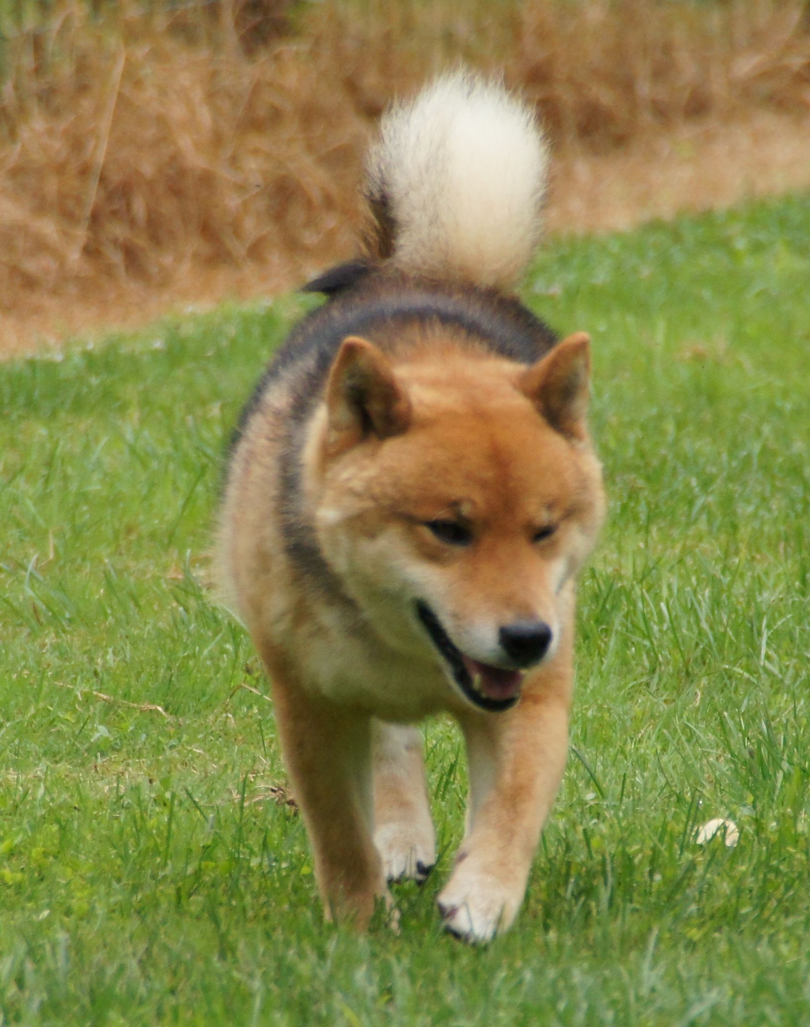 Photographies du Temple-Okami
