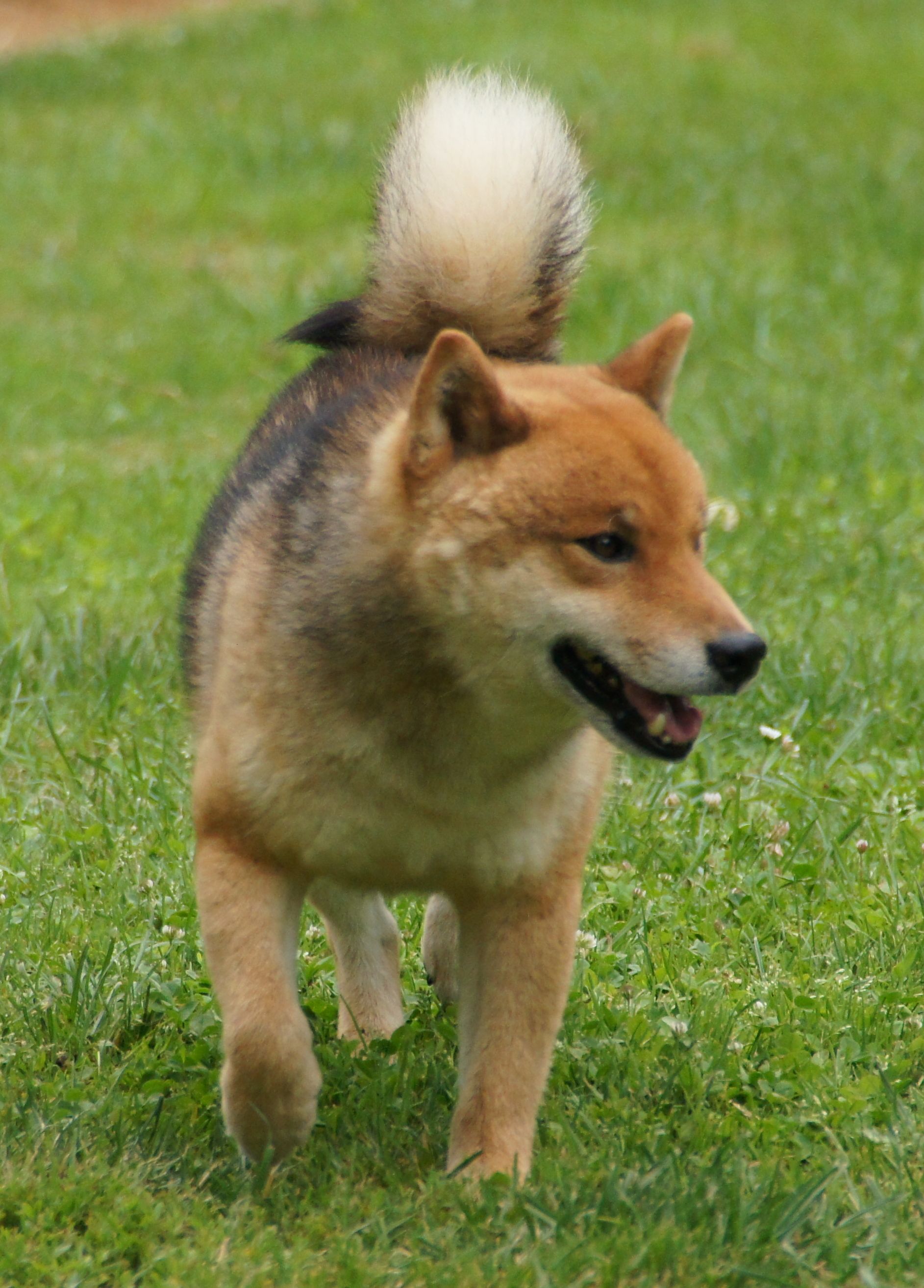 Photographies du Temple-Okami