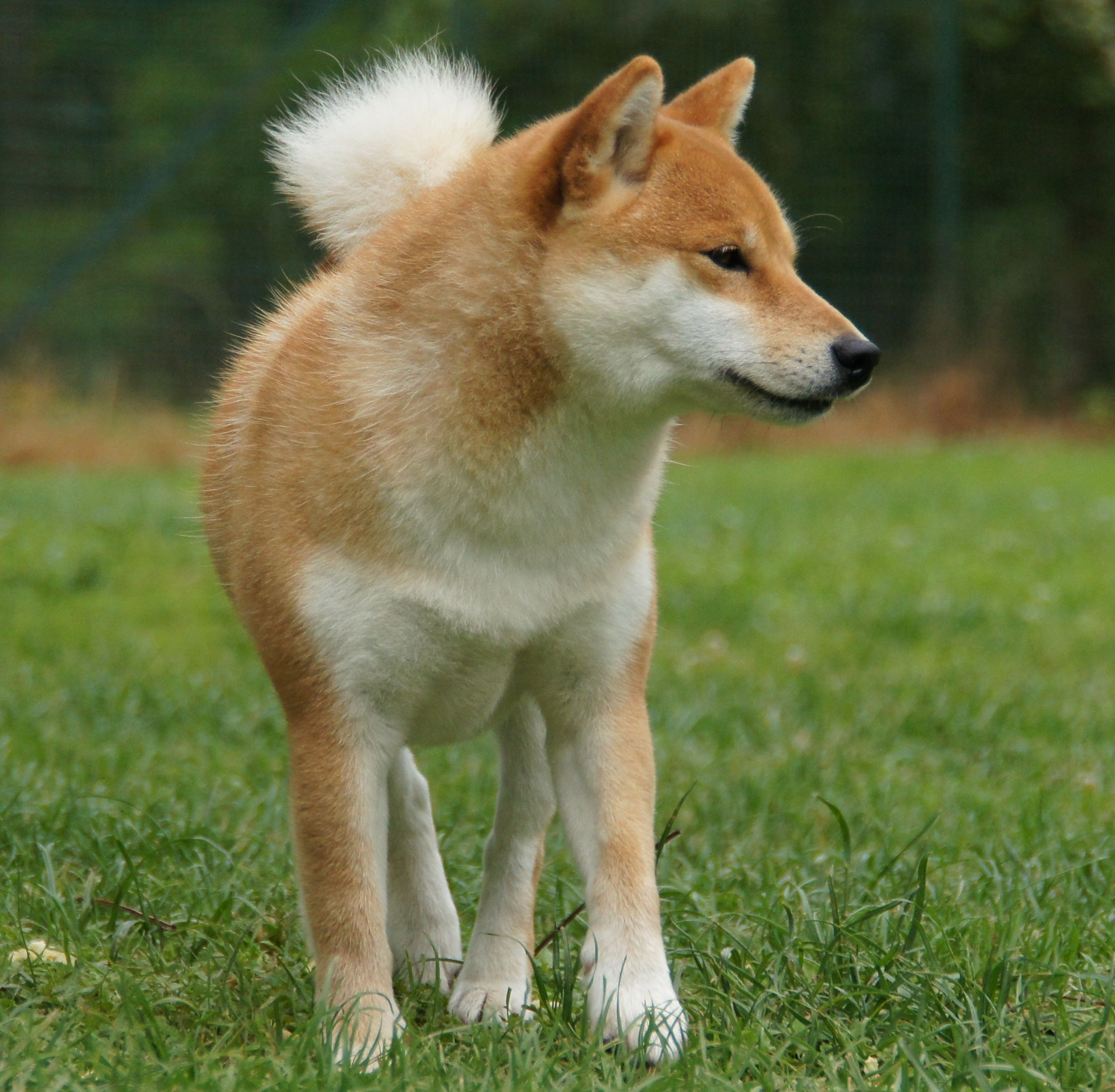 Photographies du Temple-Okami