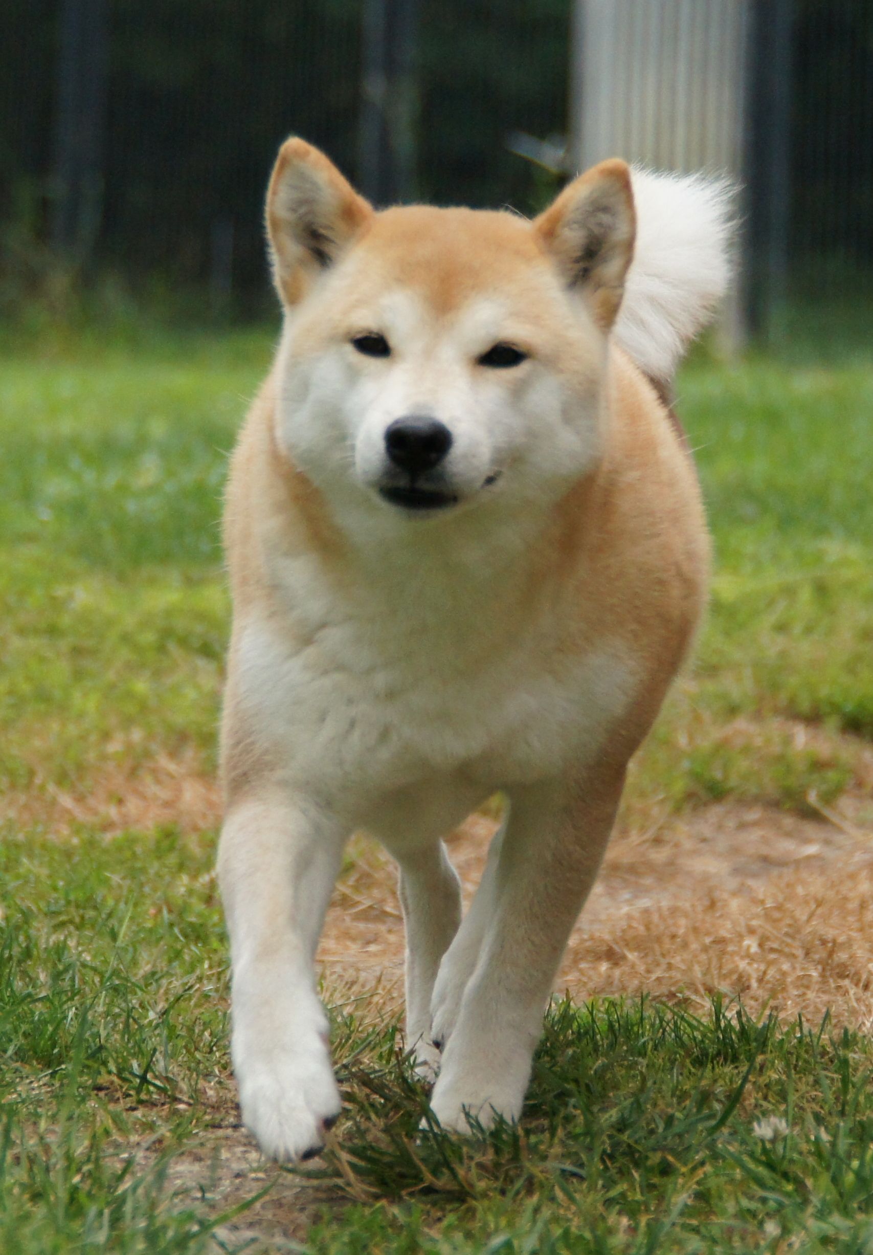 Photographies du Temple-Okami