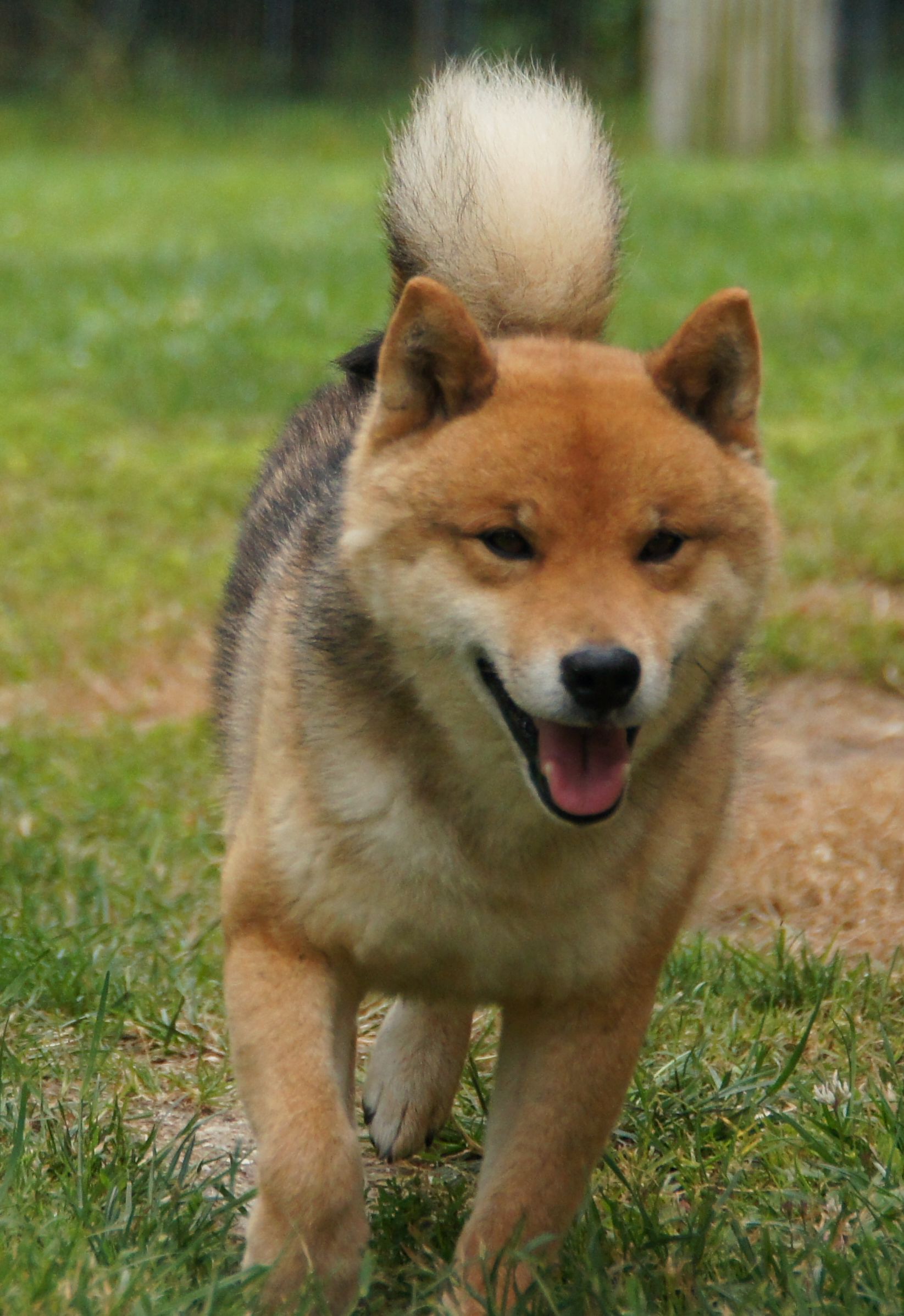 Photographies du Temple-Okami