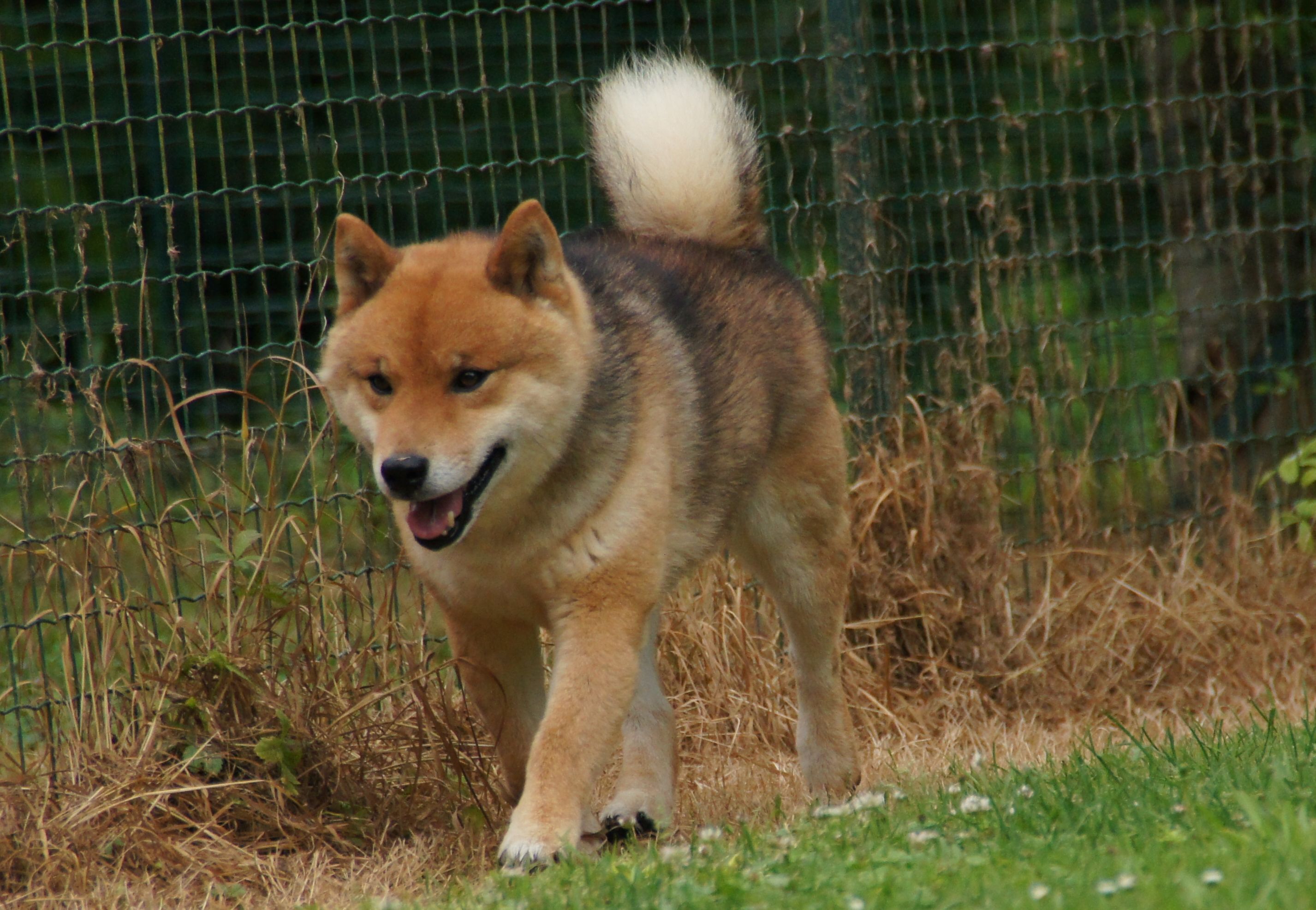 Photographies du Temple-Okami