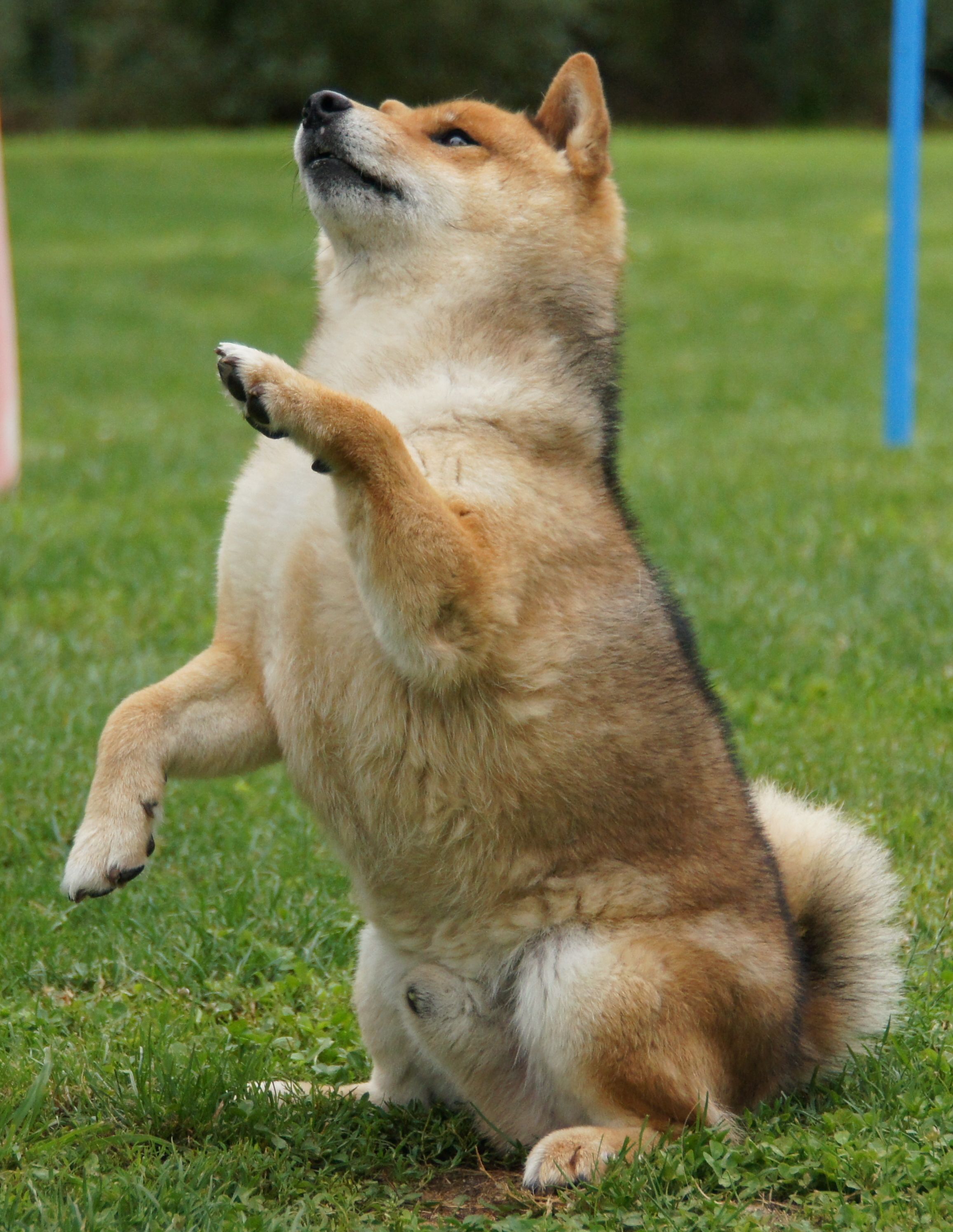 Photographies du Temple-Okami