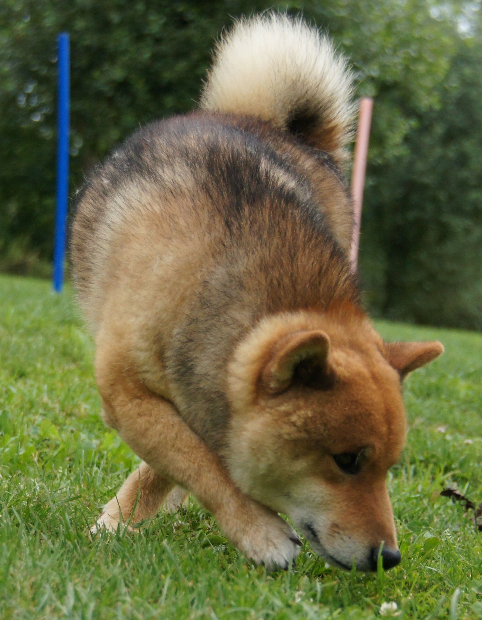 Photographies du Temple-Okami
