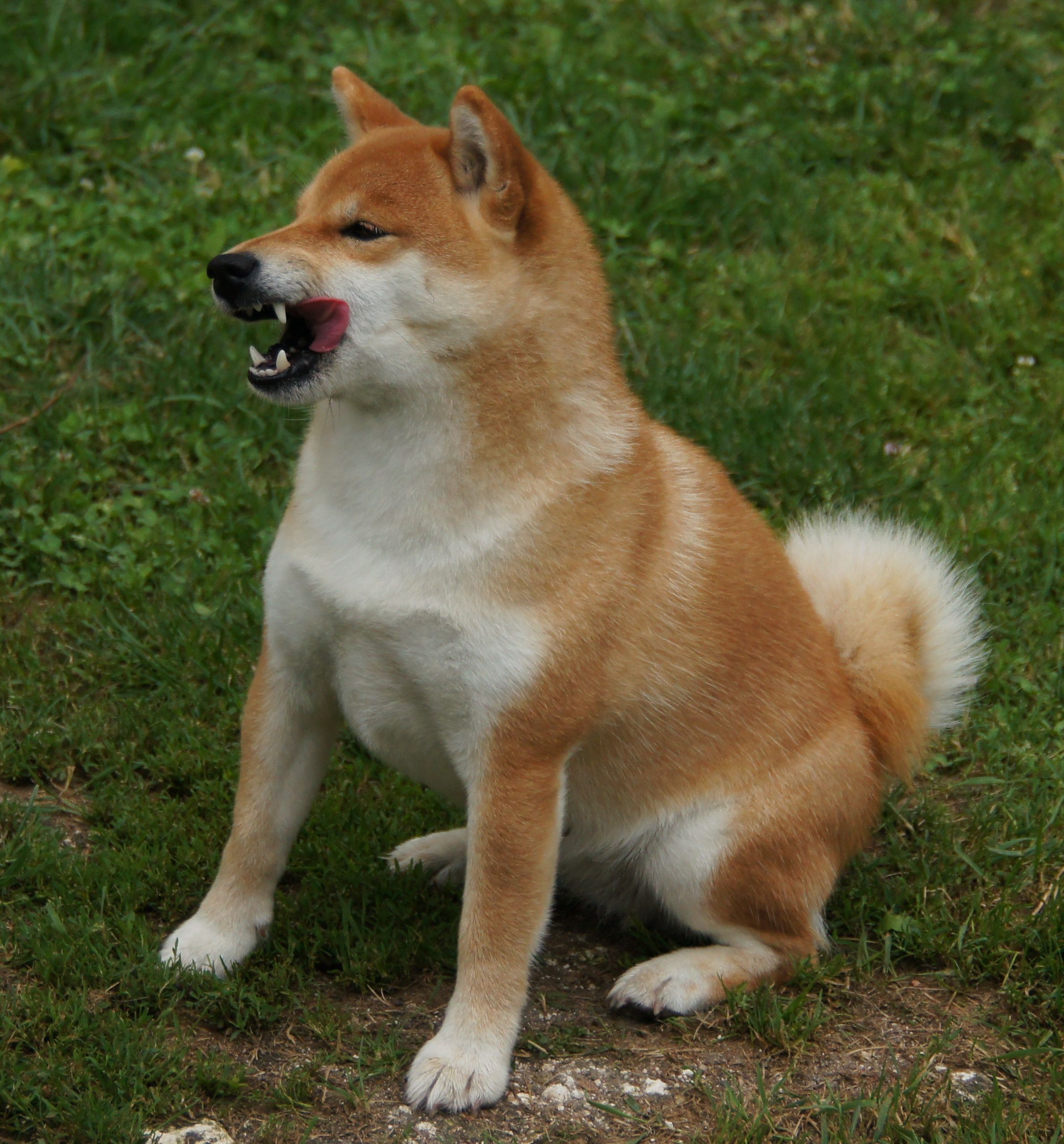 Photographies du Temple-Okami