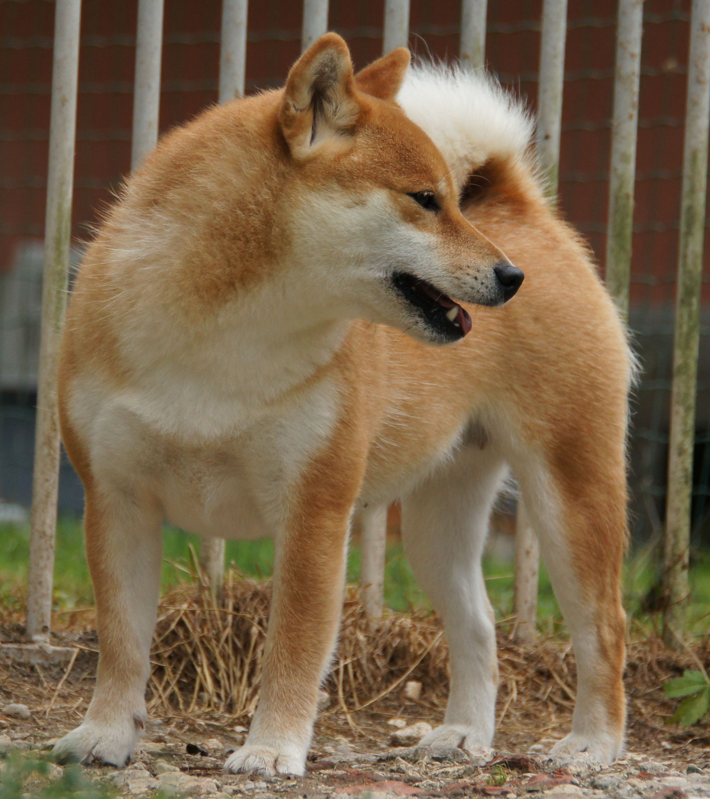 Photographies du Temple-Okami