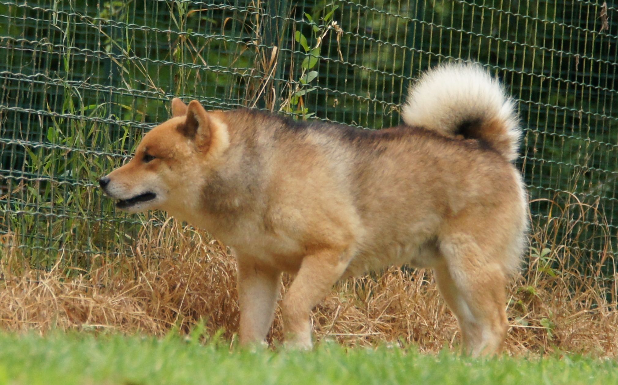 Photographies du Temple-Okami
