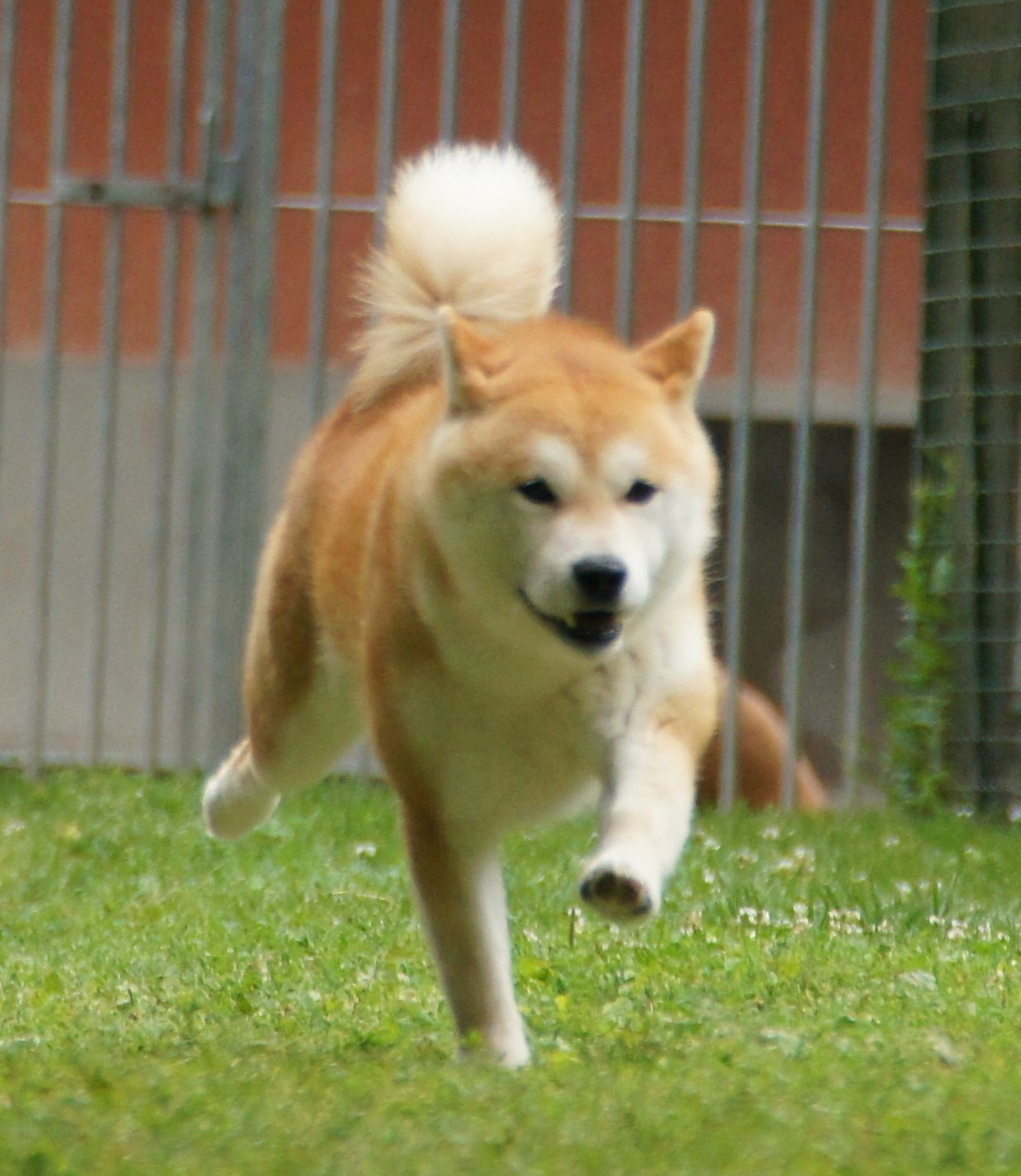 Photographies du Temple-Okami
