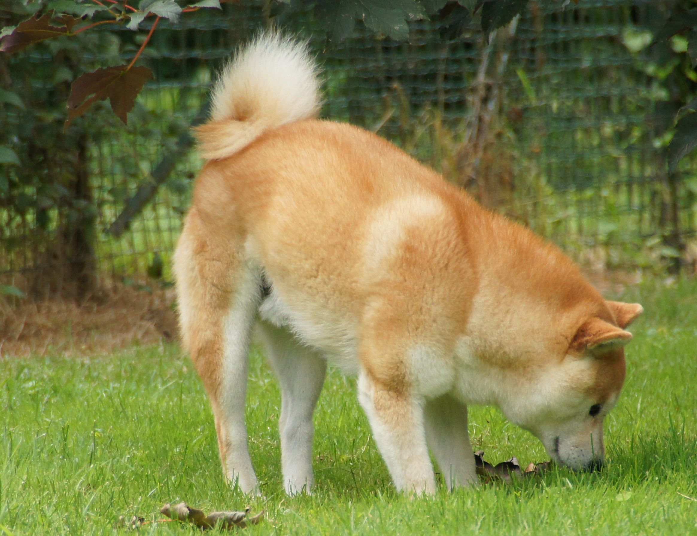 Photographies du Temple-Okami