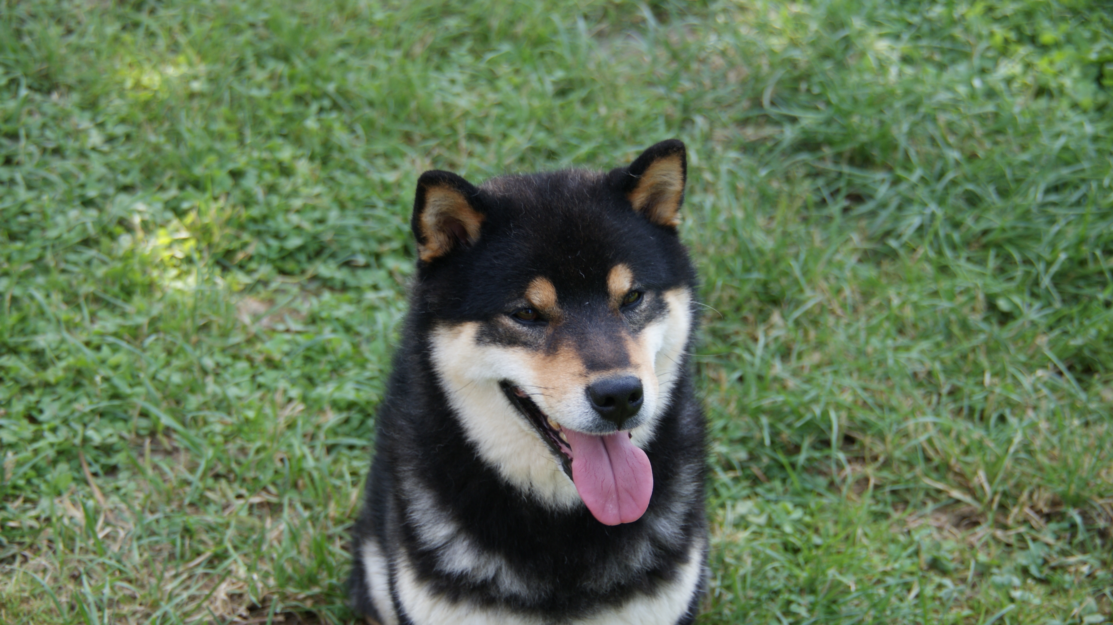Photographies du Temple-Okami