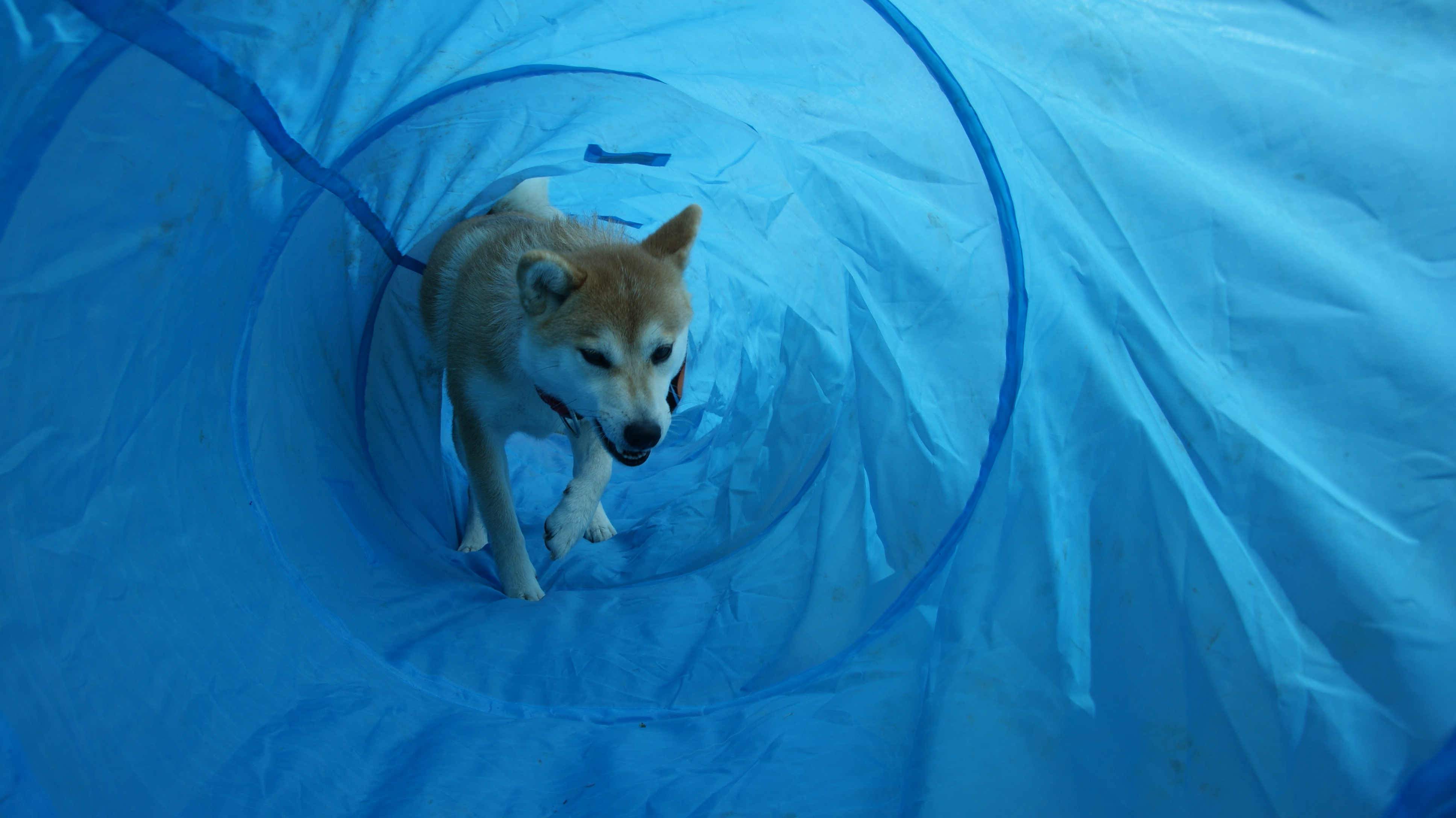 Photographies du Temple-Okami