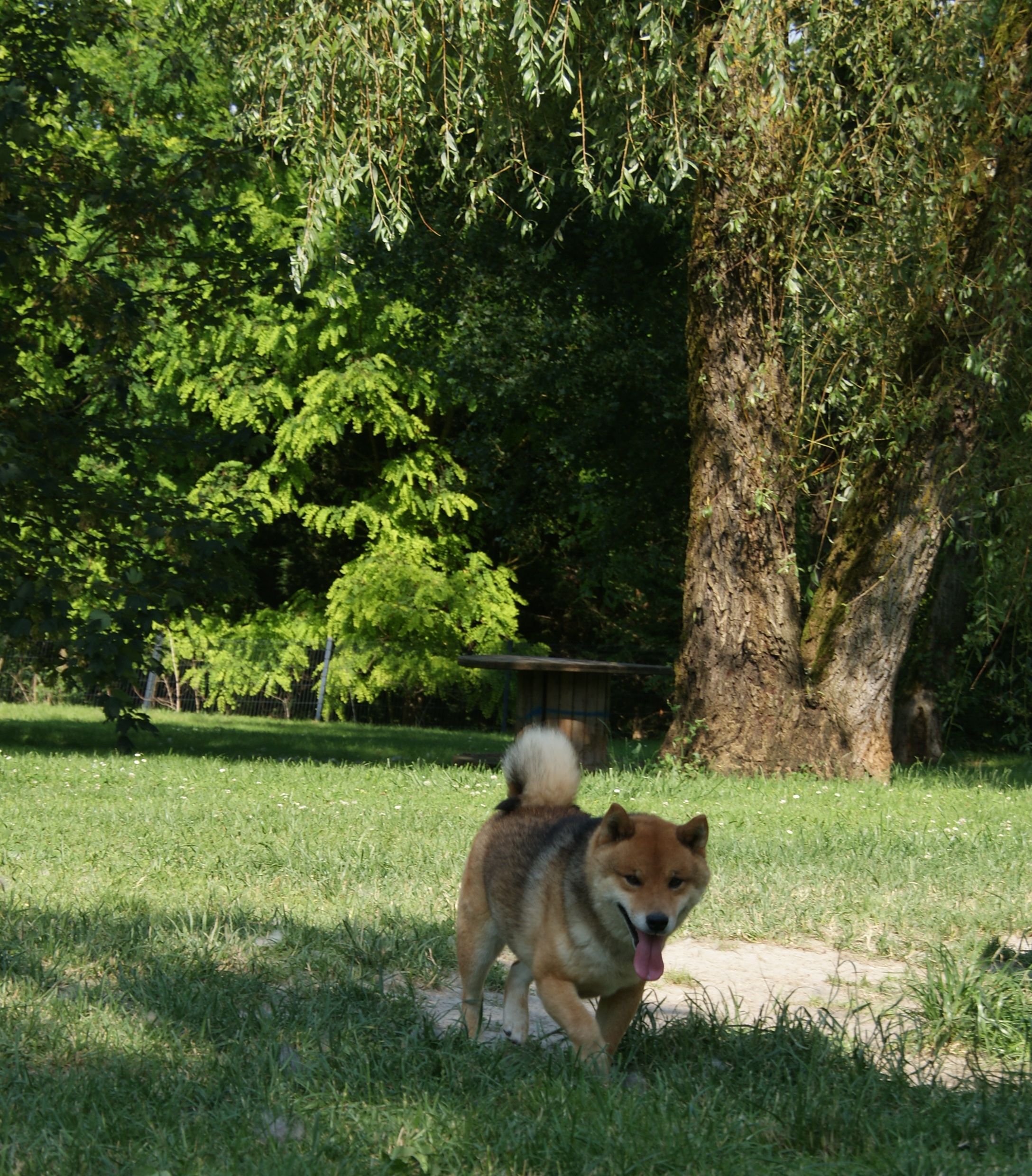 Photographies du Temple-Okami