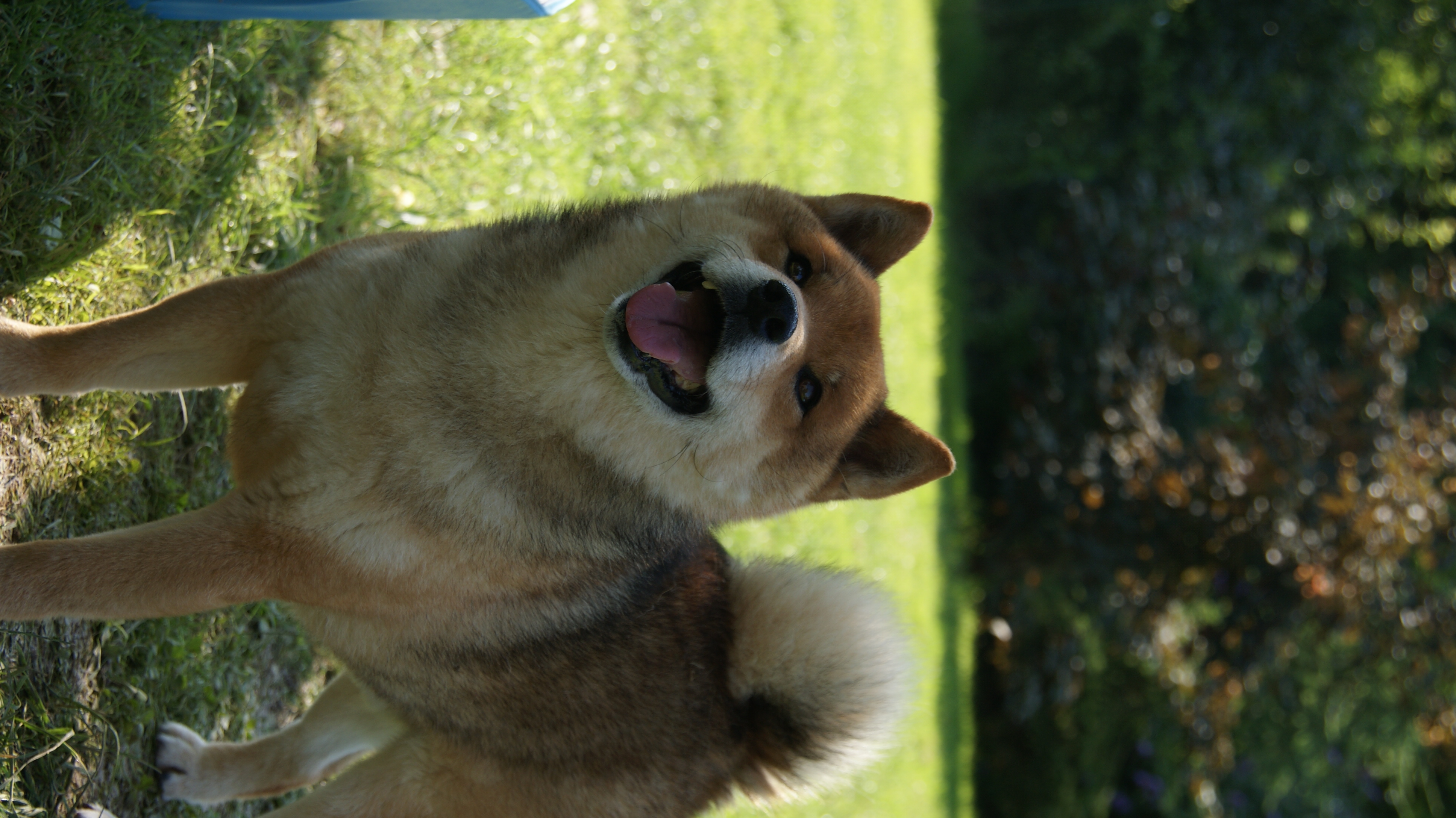 Photographies du Temple-Okami