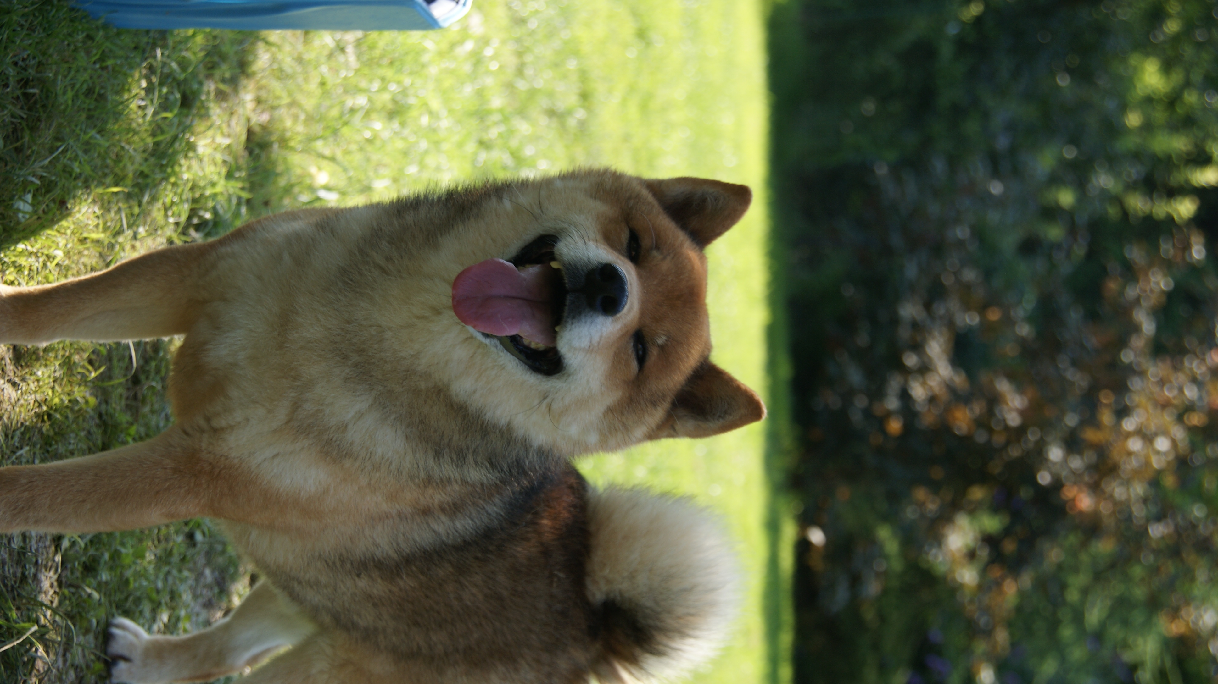 Photographies du Temple-Okami