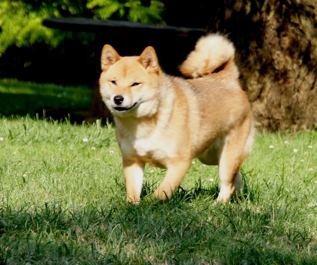 Photographies du Temple-Okami