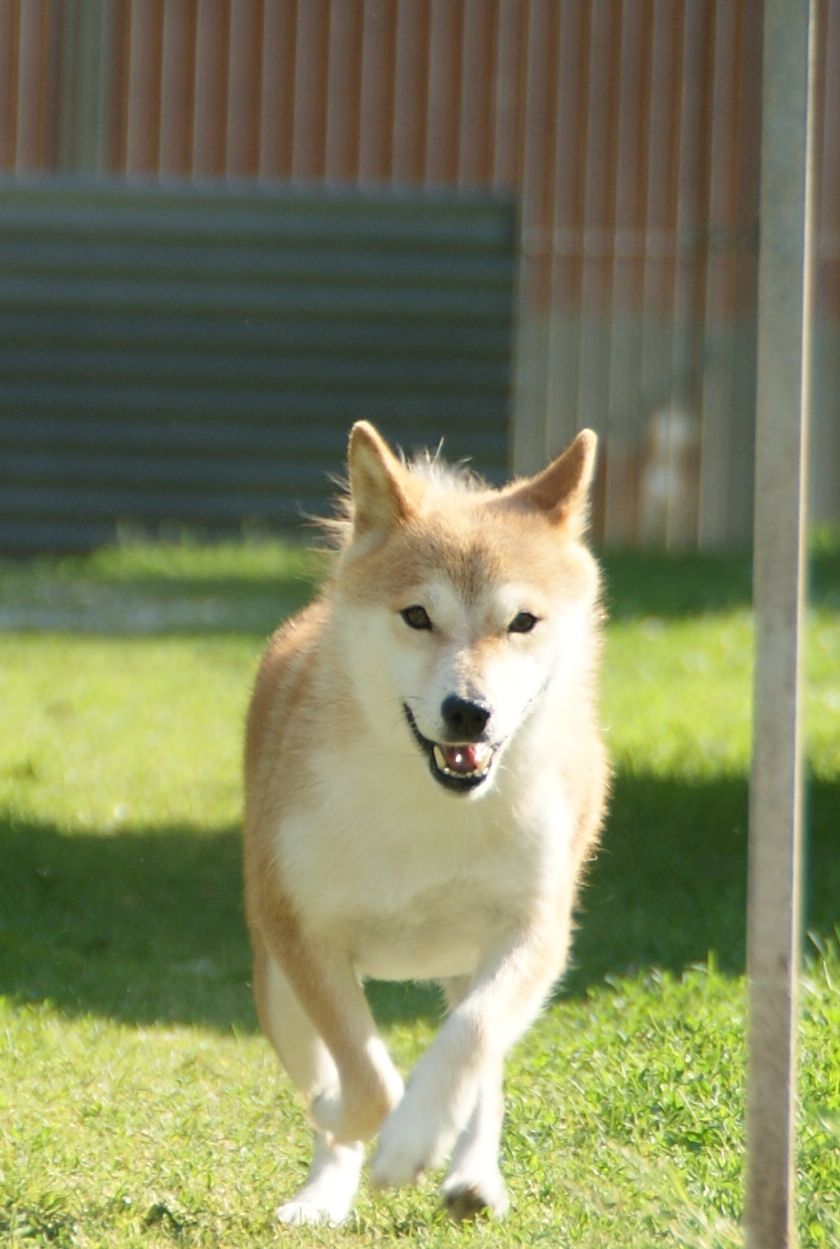 Photographies du Temple-Okami