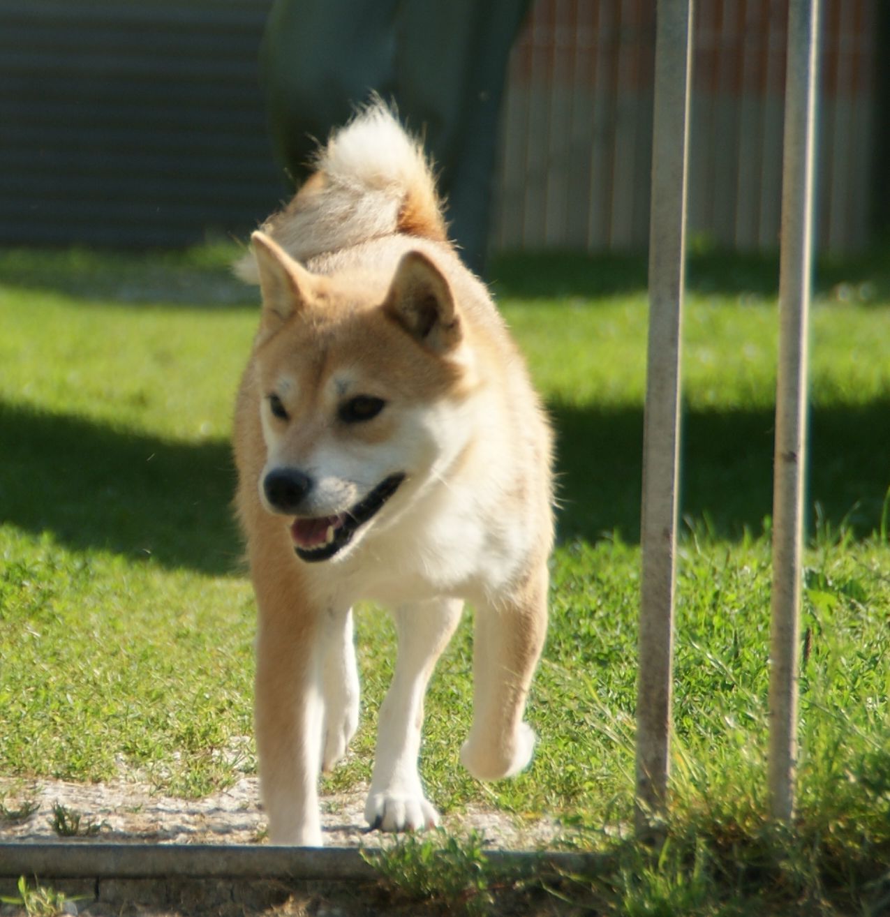 Photographies du Temple-Okami