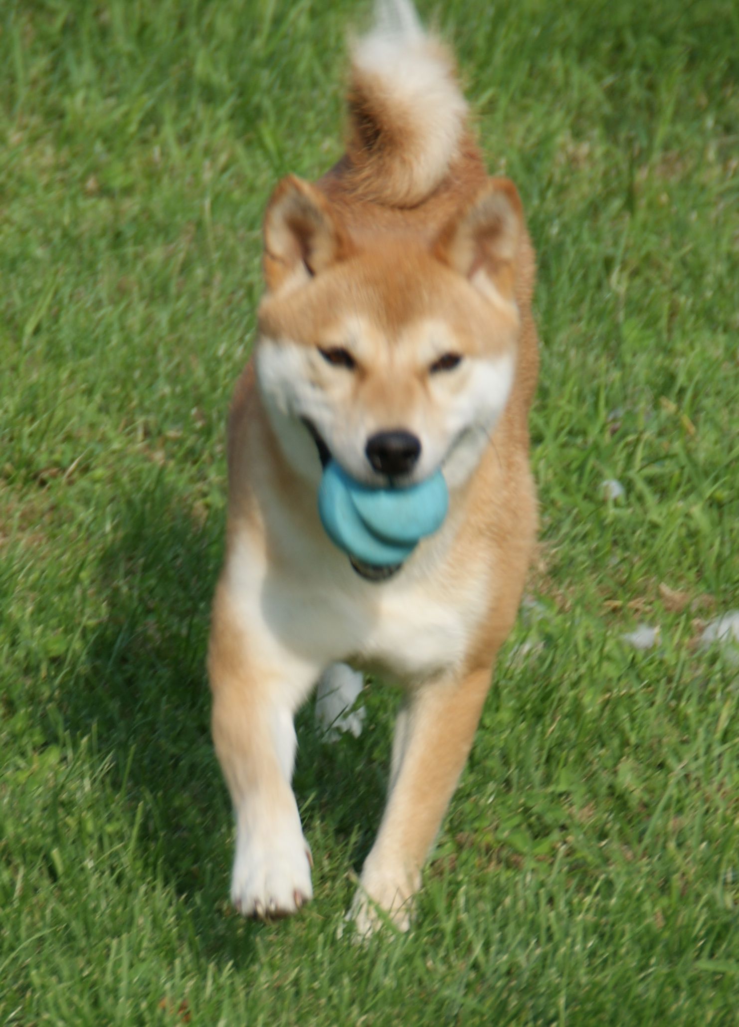 Photographies du Temple-Okami