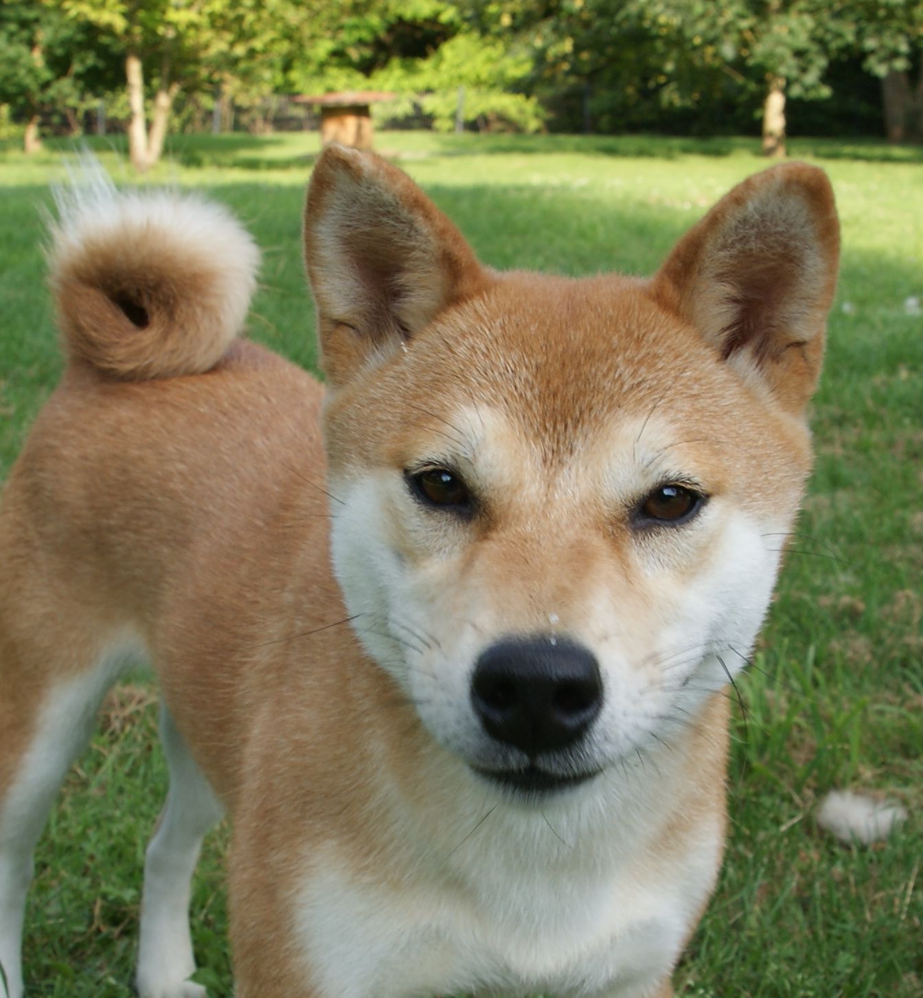 Photographies du Temple-Okami