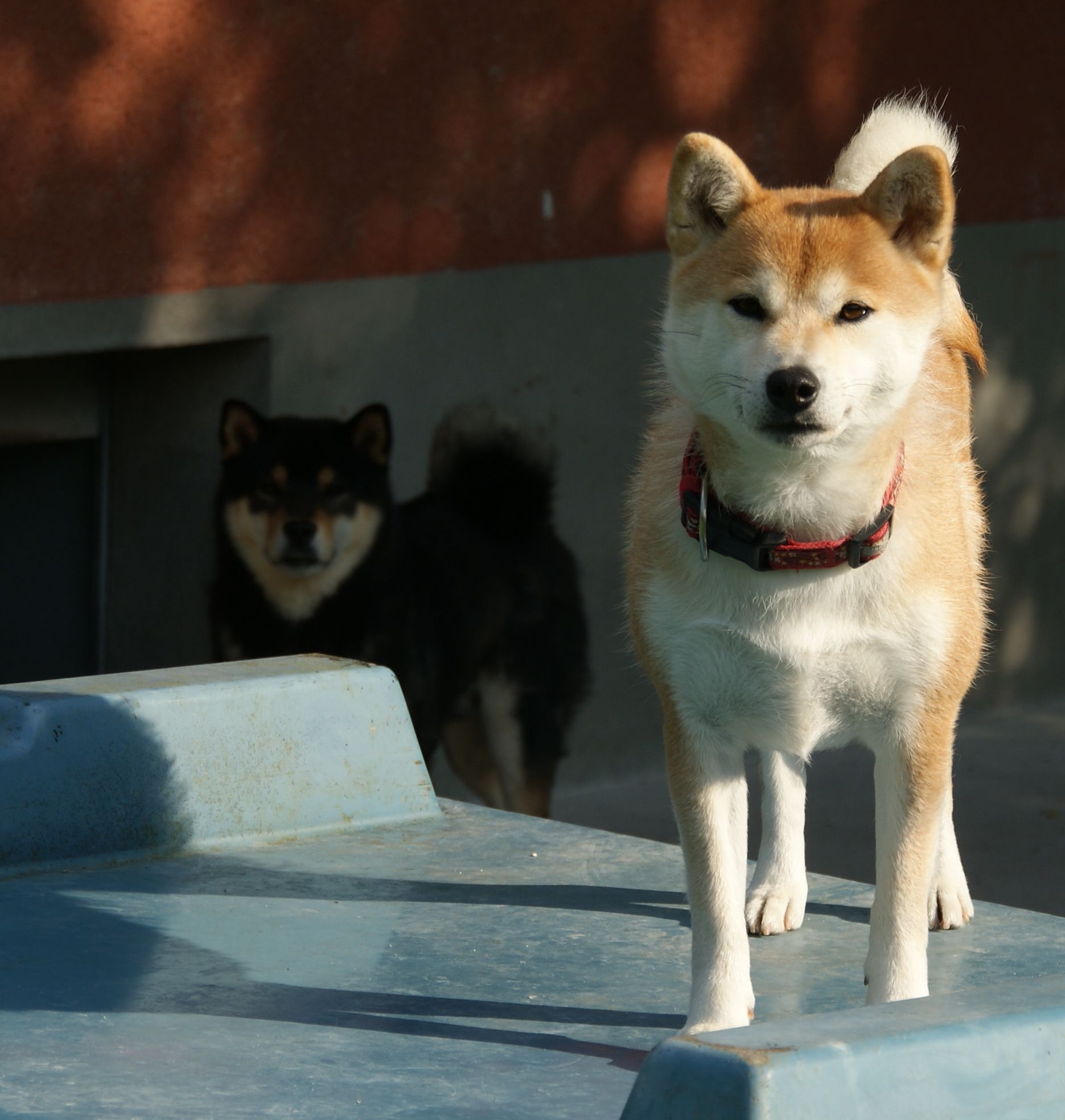 Photographies du Temple-Okami