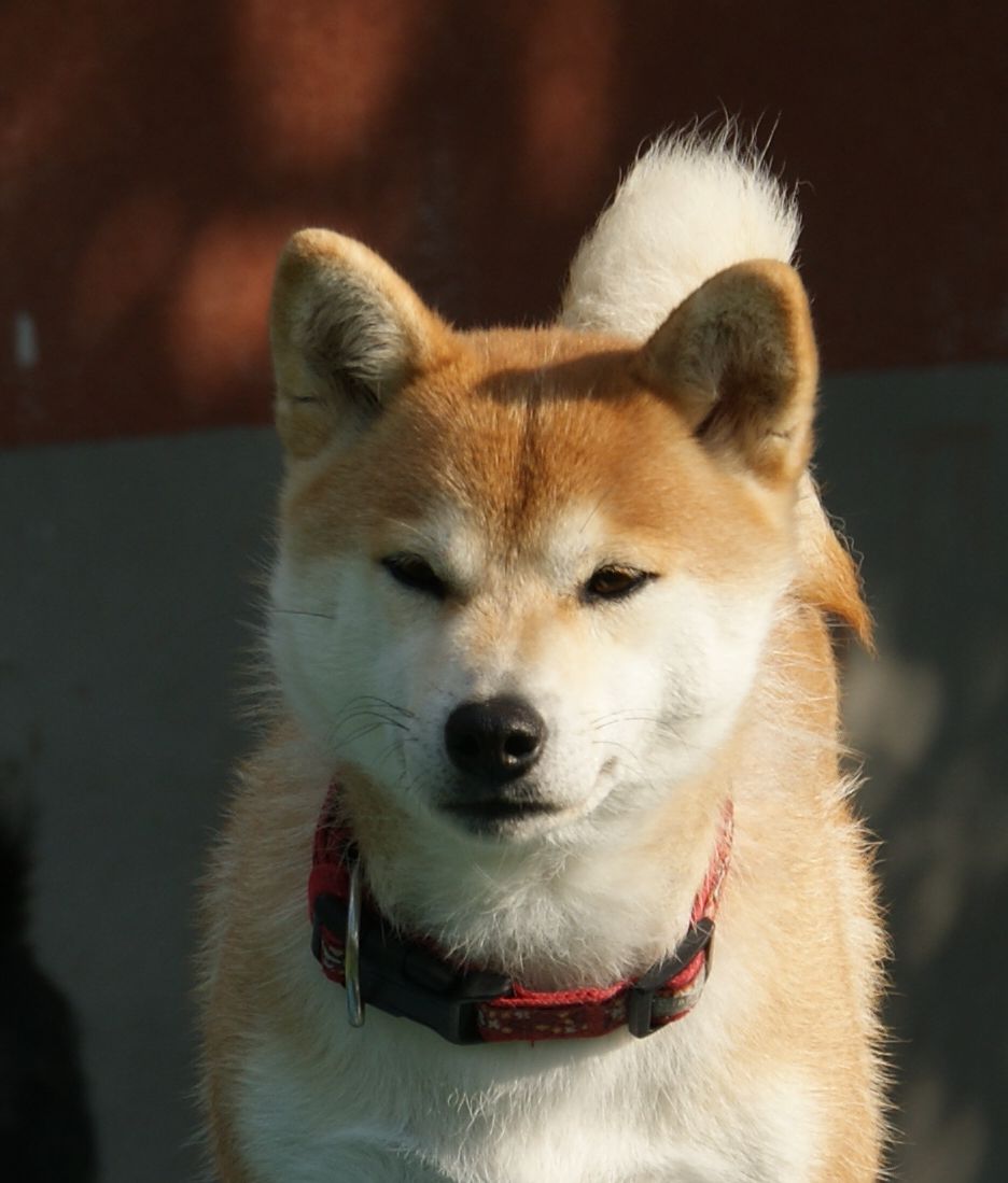 Photographies du Temple-Okami
