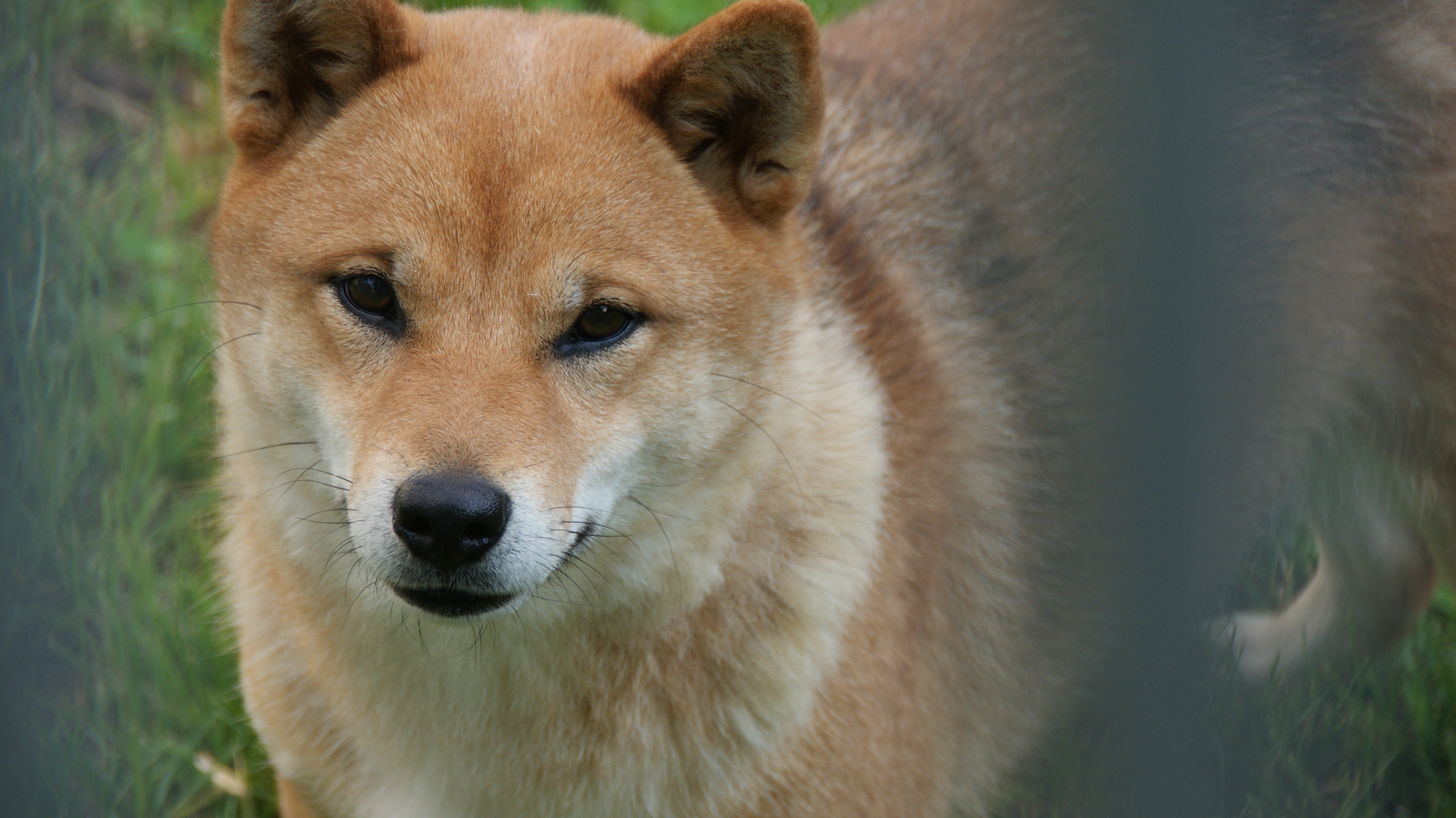 Photographies du Temple-Okami