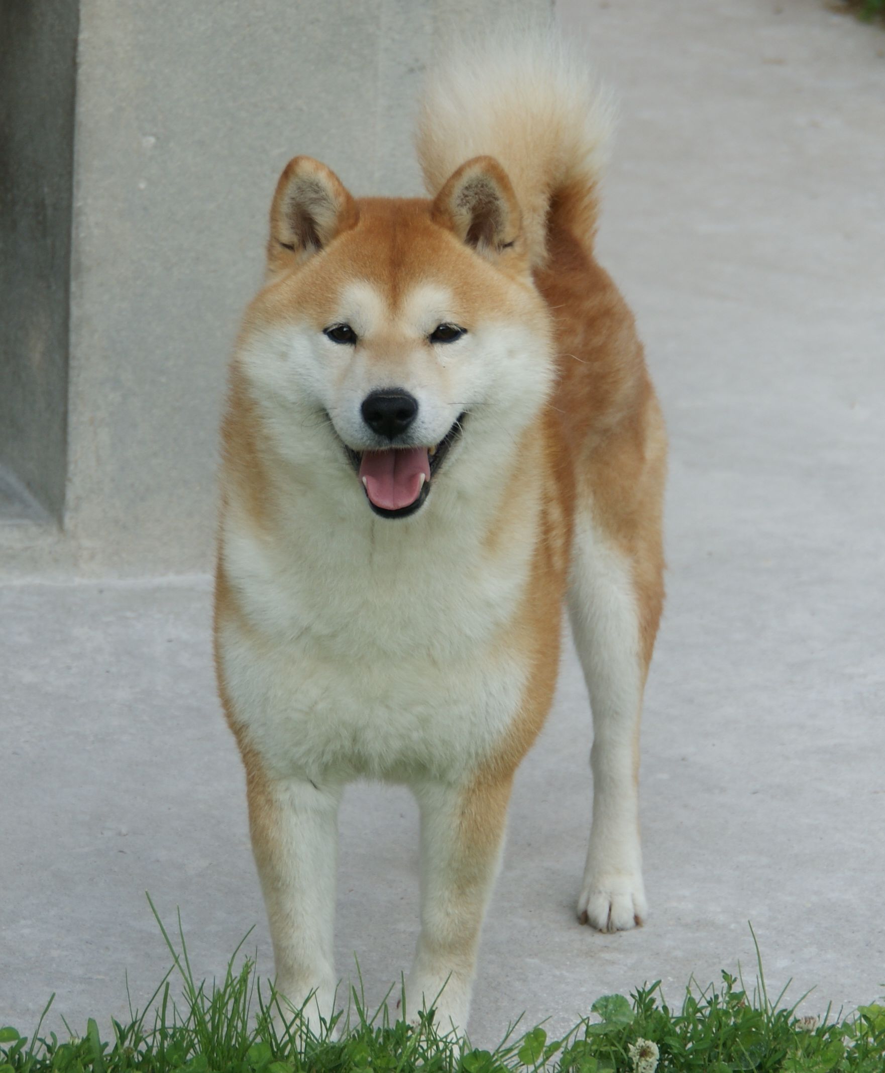 Photographies du Temple-Okami
