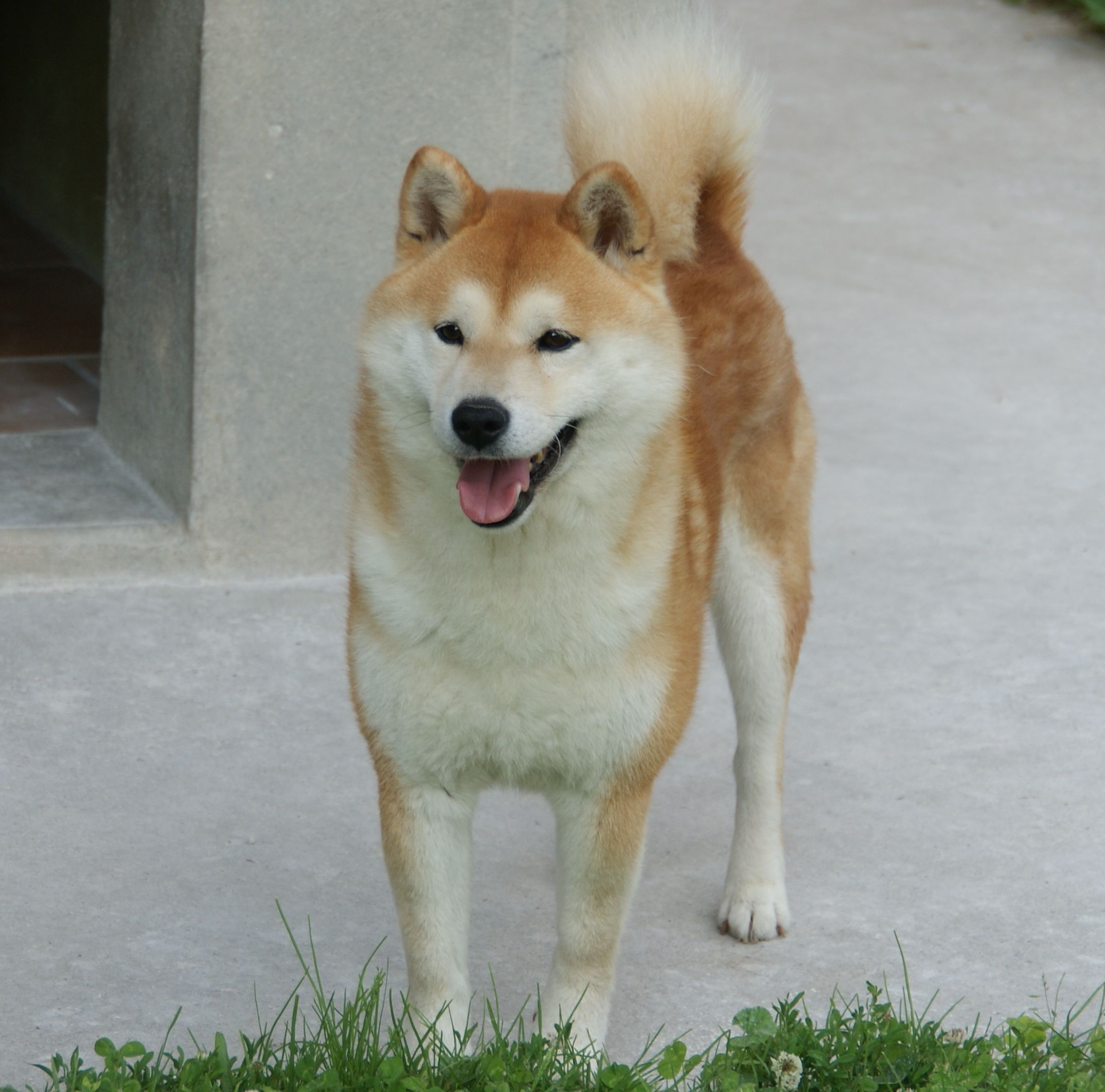 Photographies du Temple-Okami