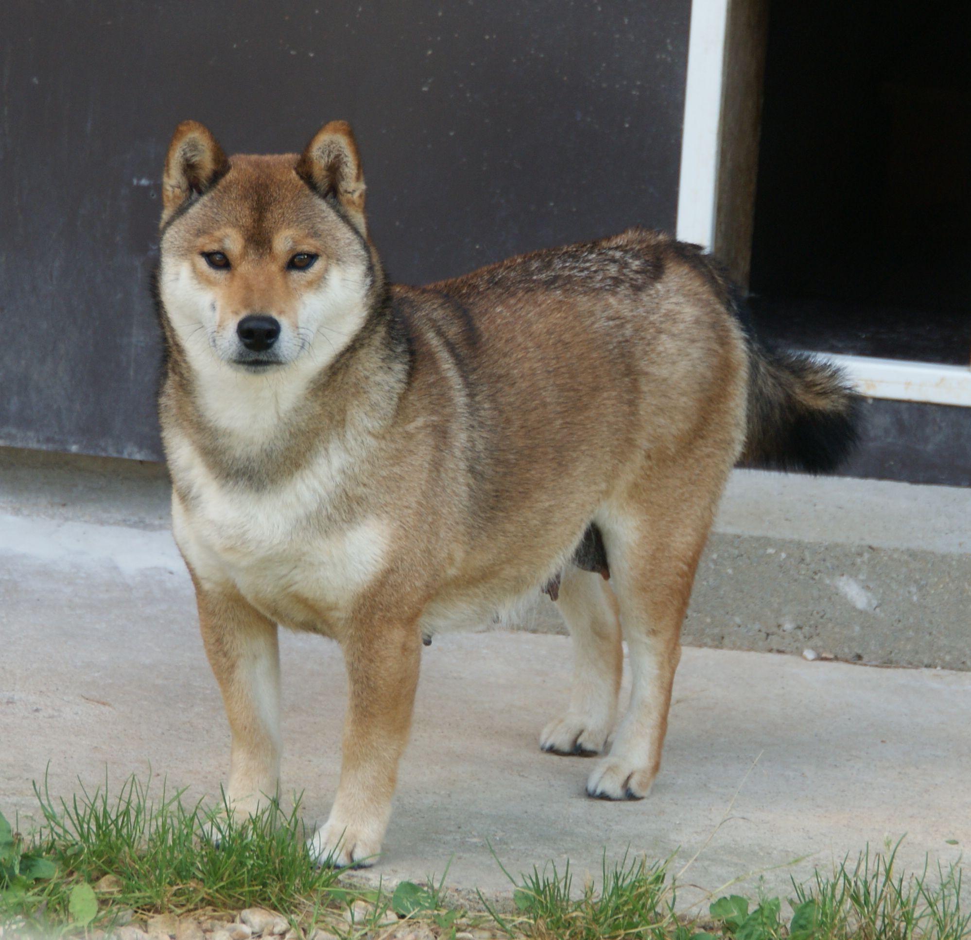Photographies du Temple-Okami