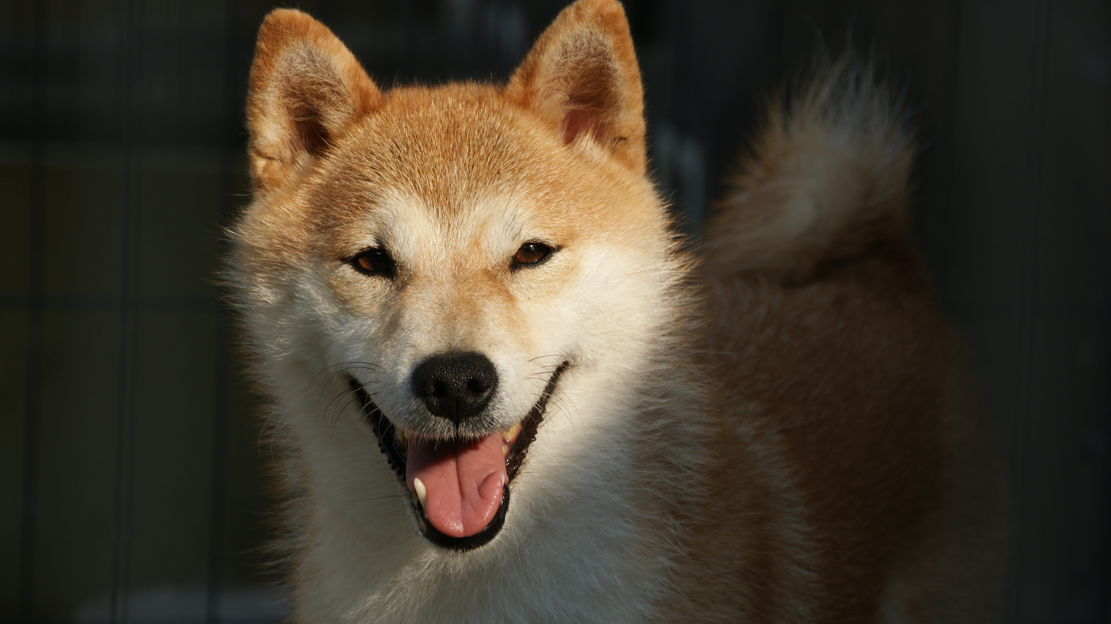 Photographies du Temple-Okami