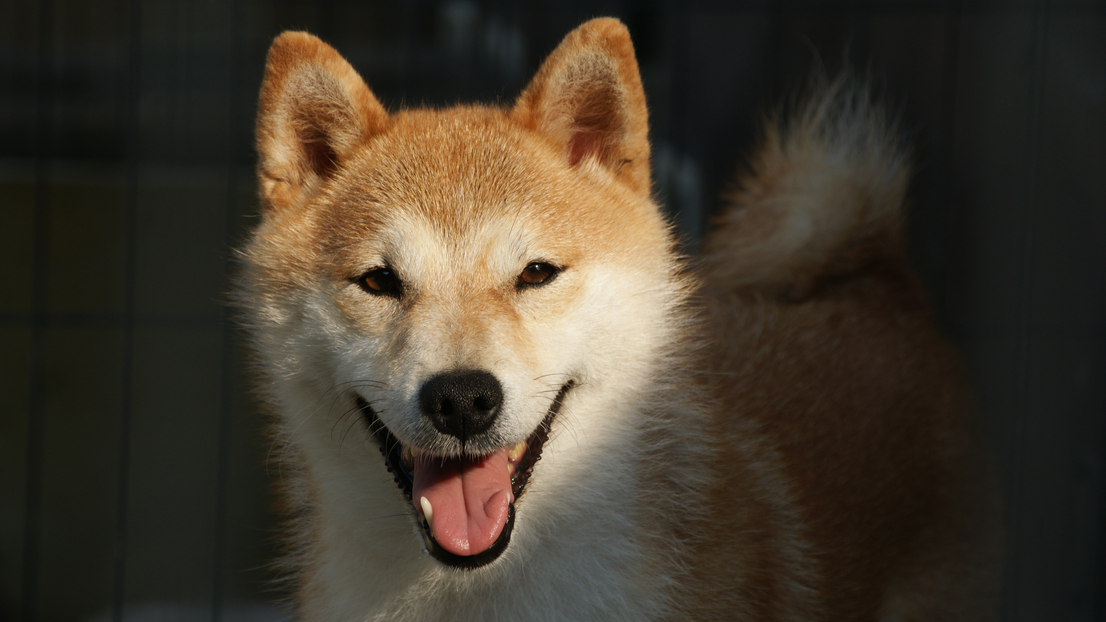 Photographies du Temple-Okami