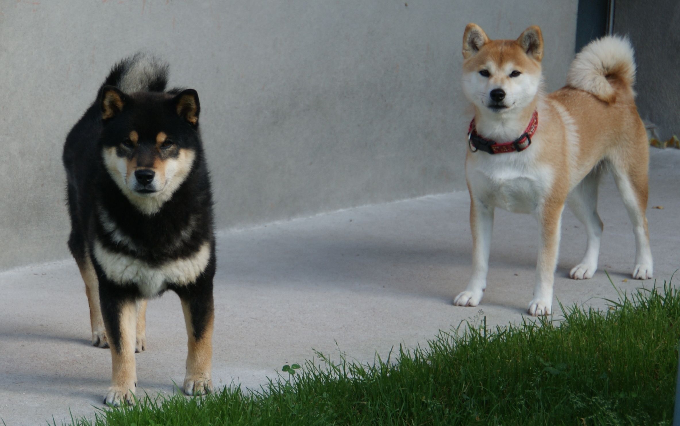 Photographies du Temple-Okami