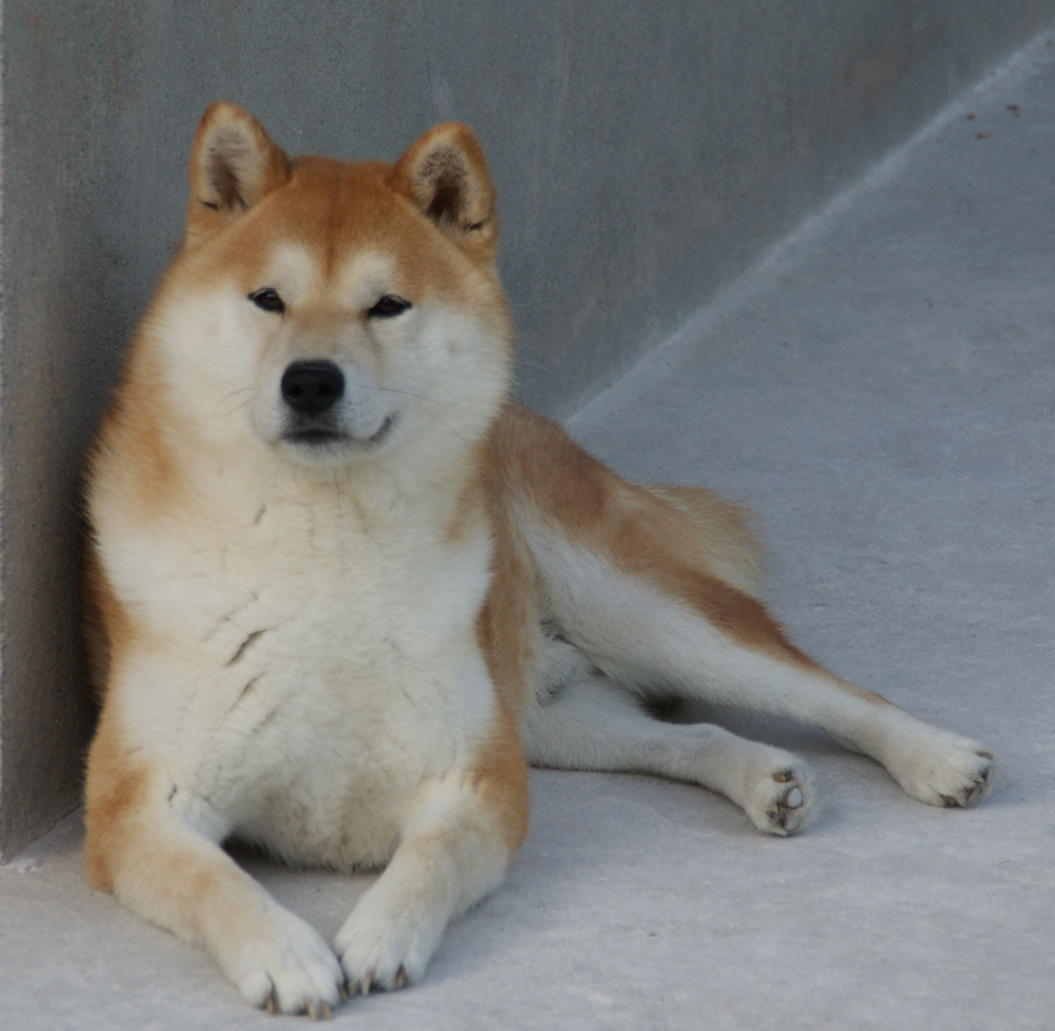 Photographies du Temple-Okami