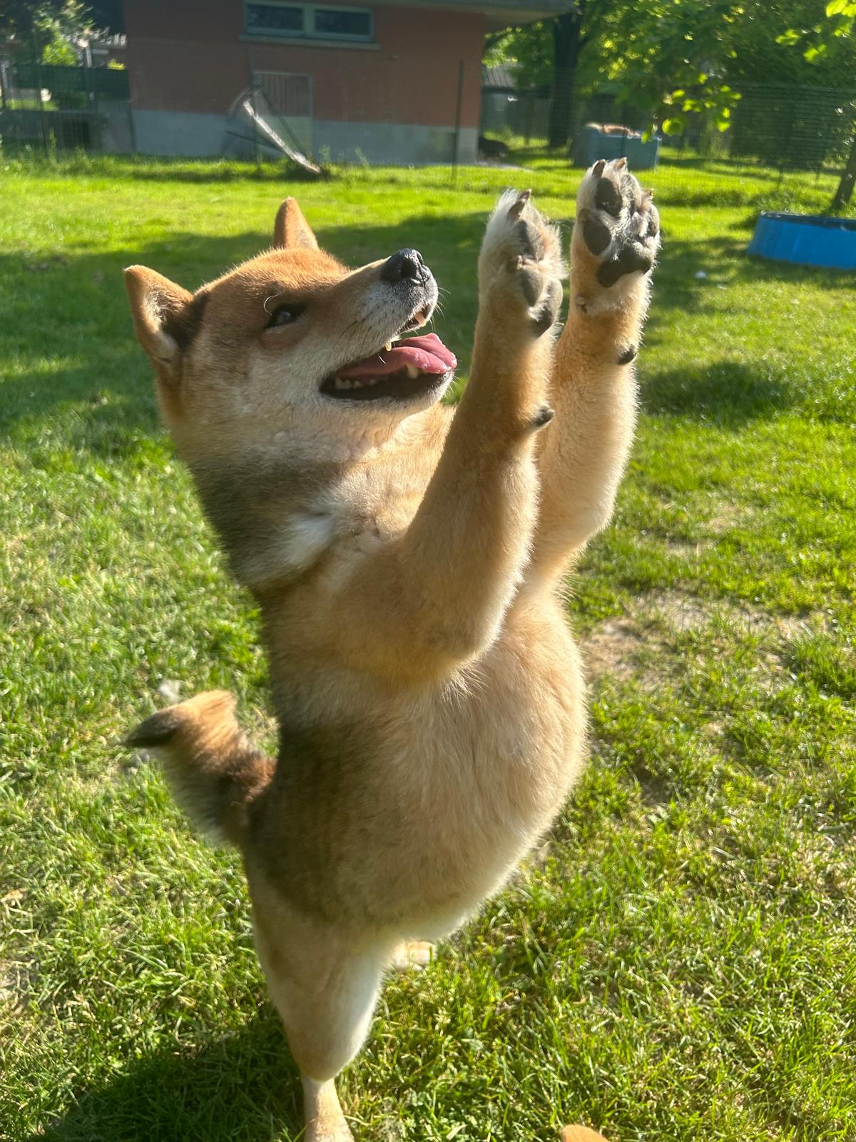 Photographies du Temple-Okami