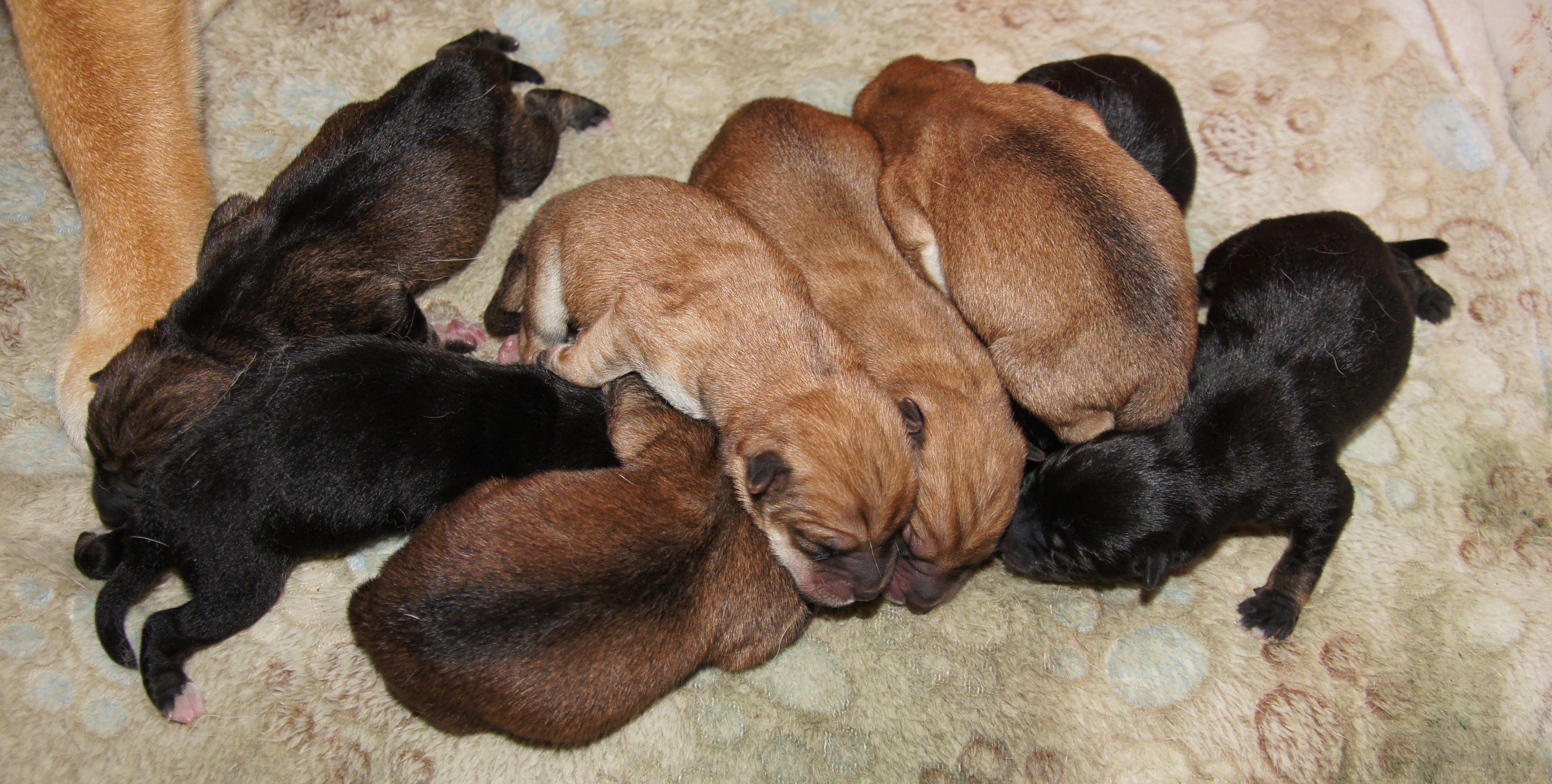les bébés shiba inu